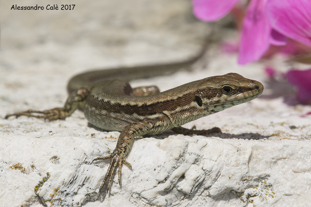 Podarcis muralis (Lizard mural) 2140