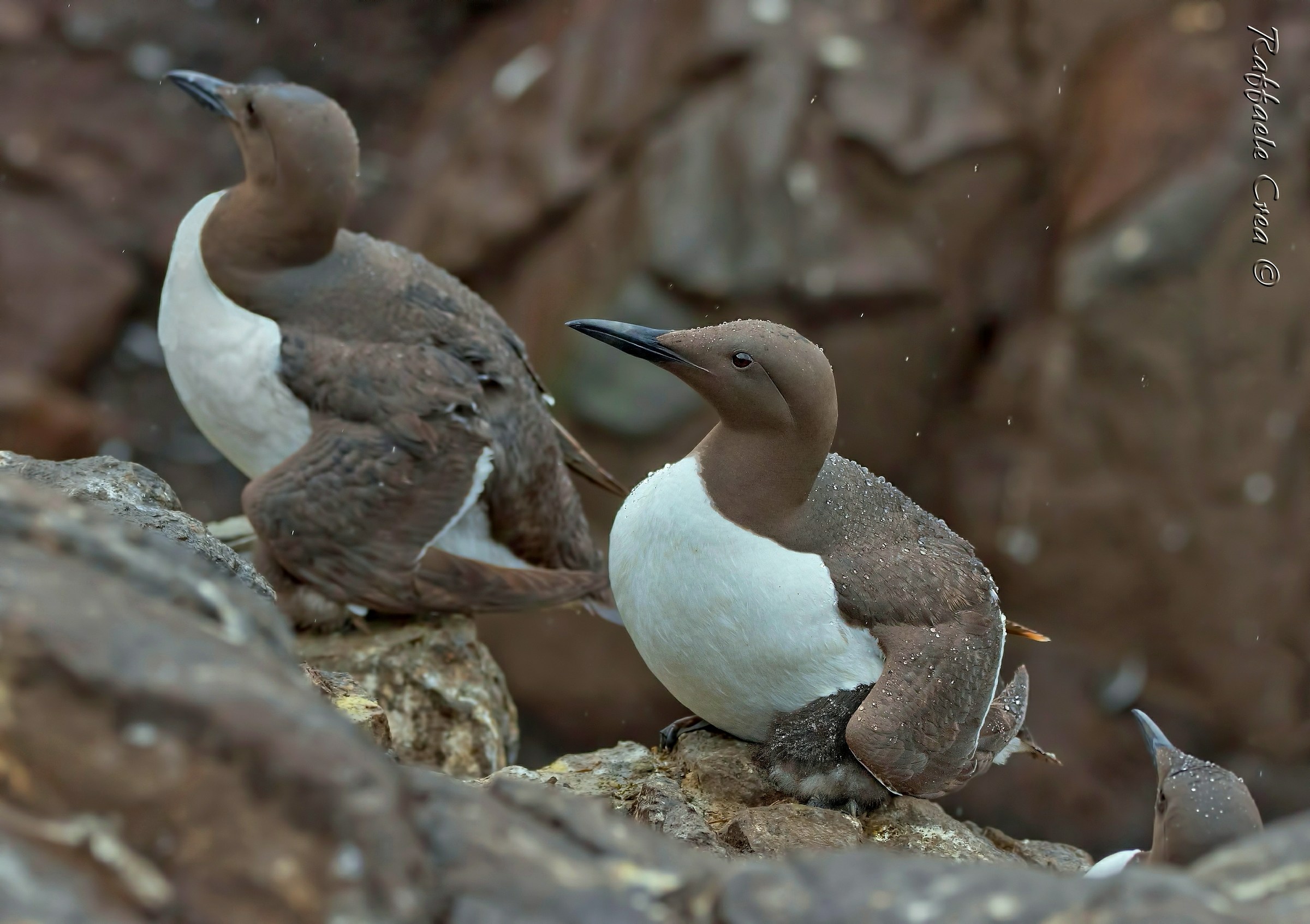 Hungry with Bottle under the wing with rain