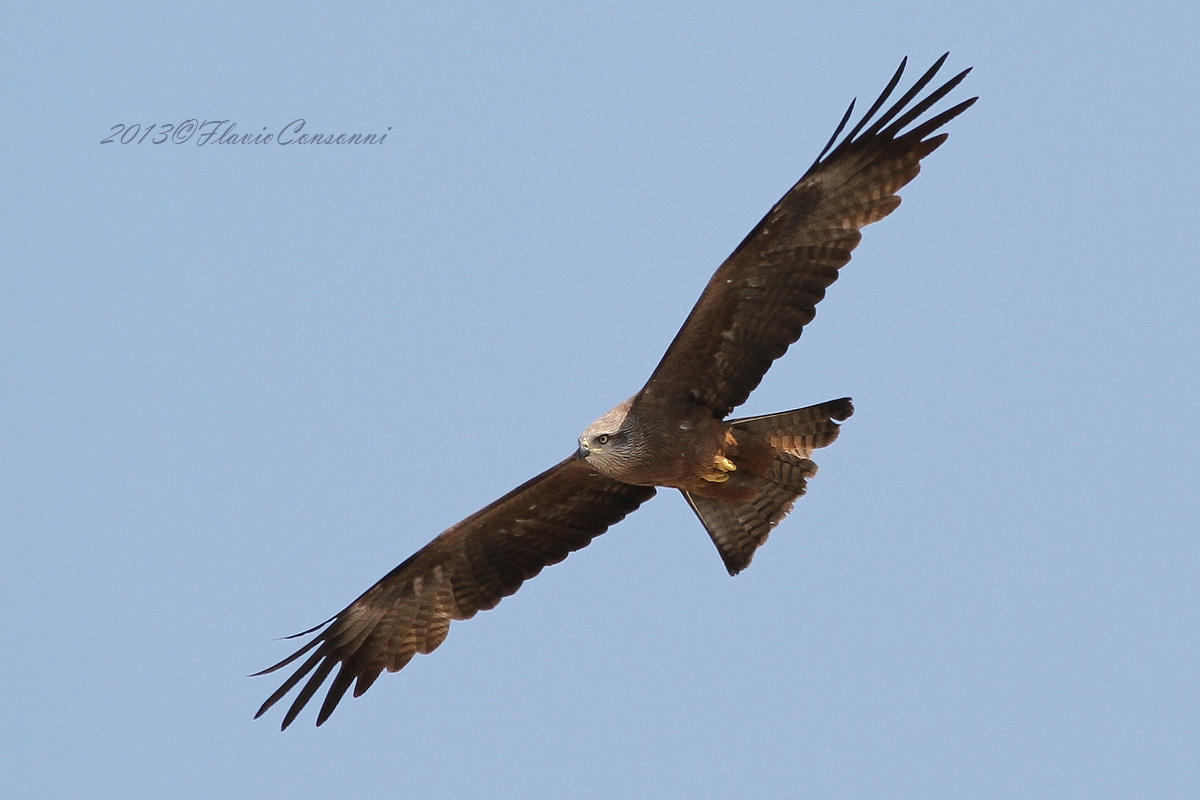 Brown kite