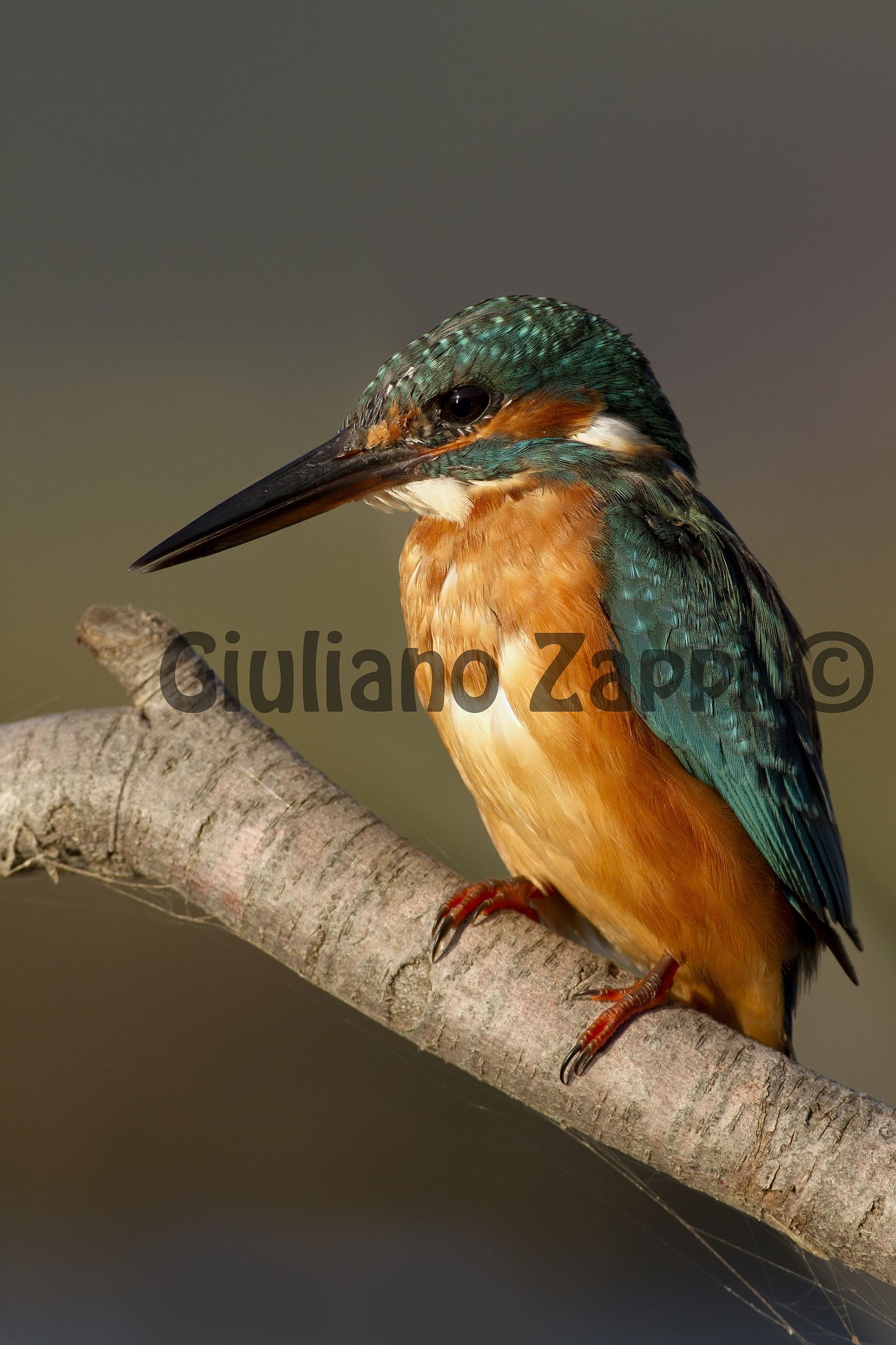 Pensieri... al tramonto.