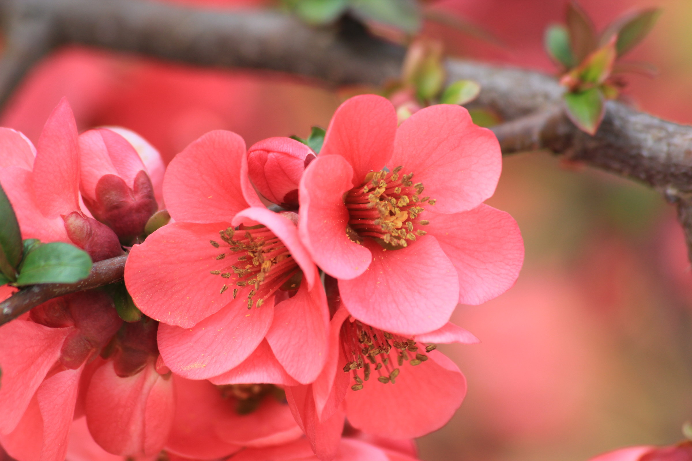 La belleza di primavera