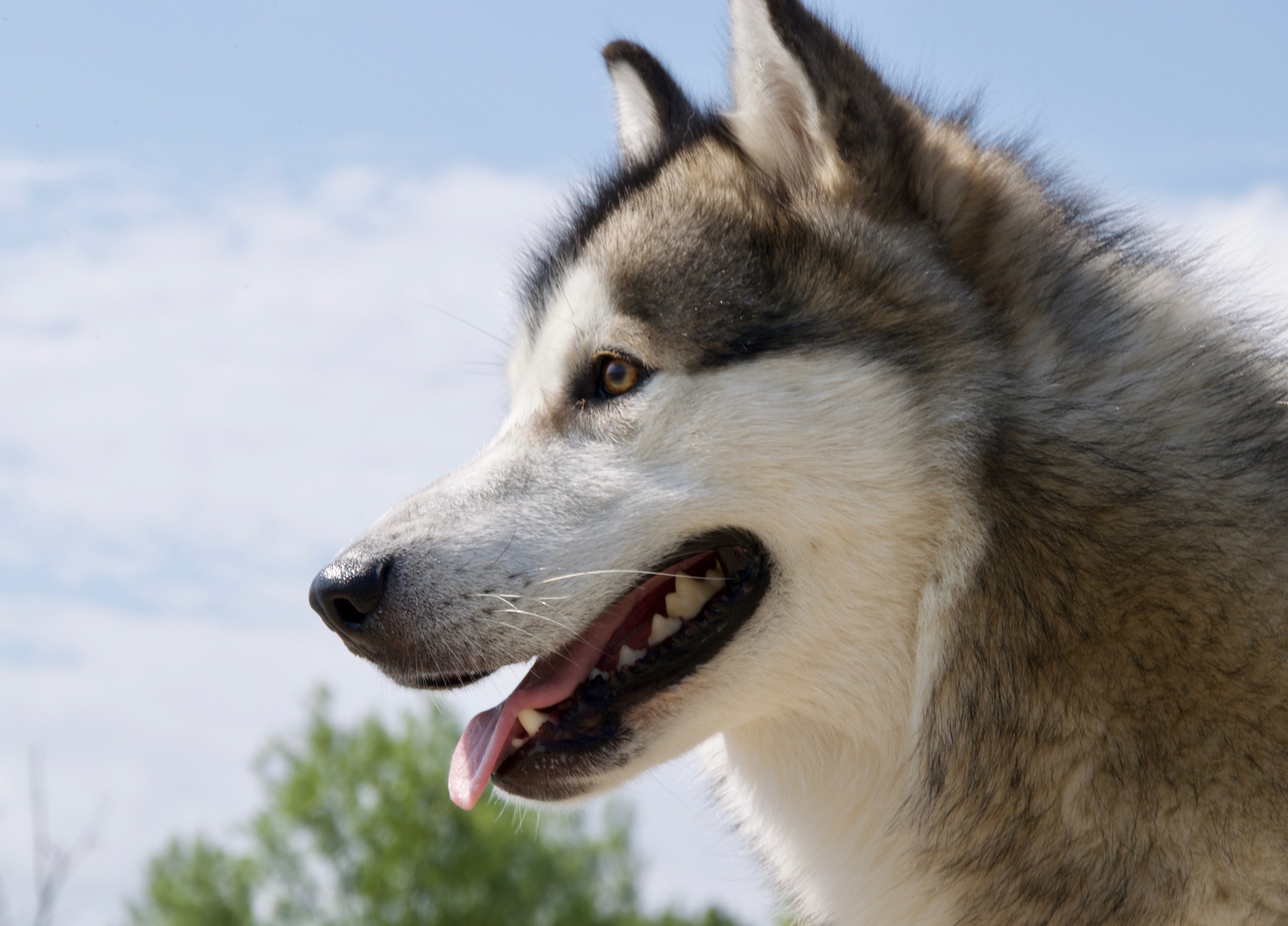 A cross ... and it's not called stop !!!! wonderful