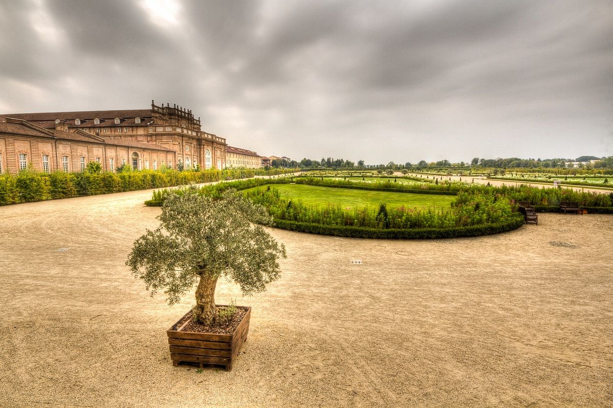 Vaso con ulivo (Venaria Reale)