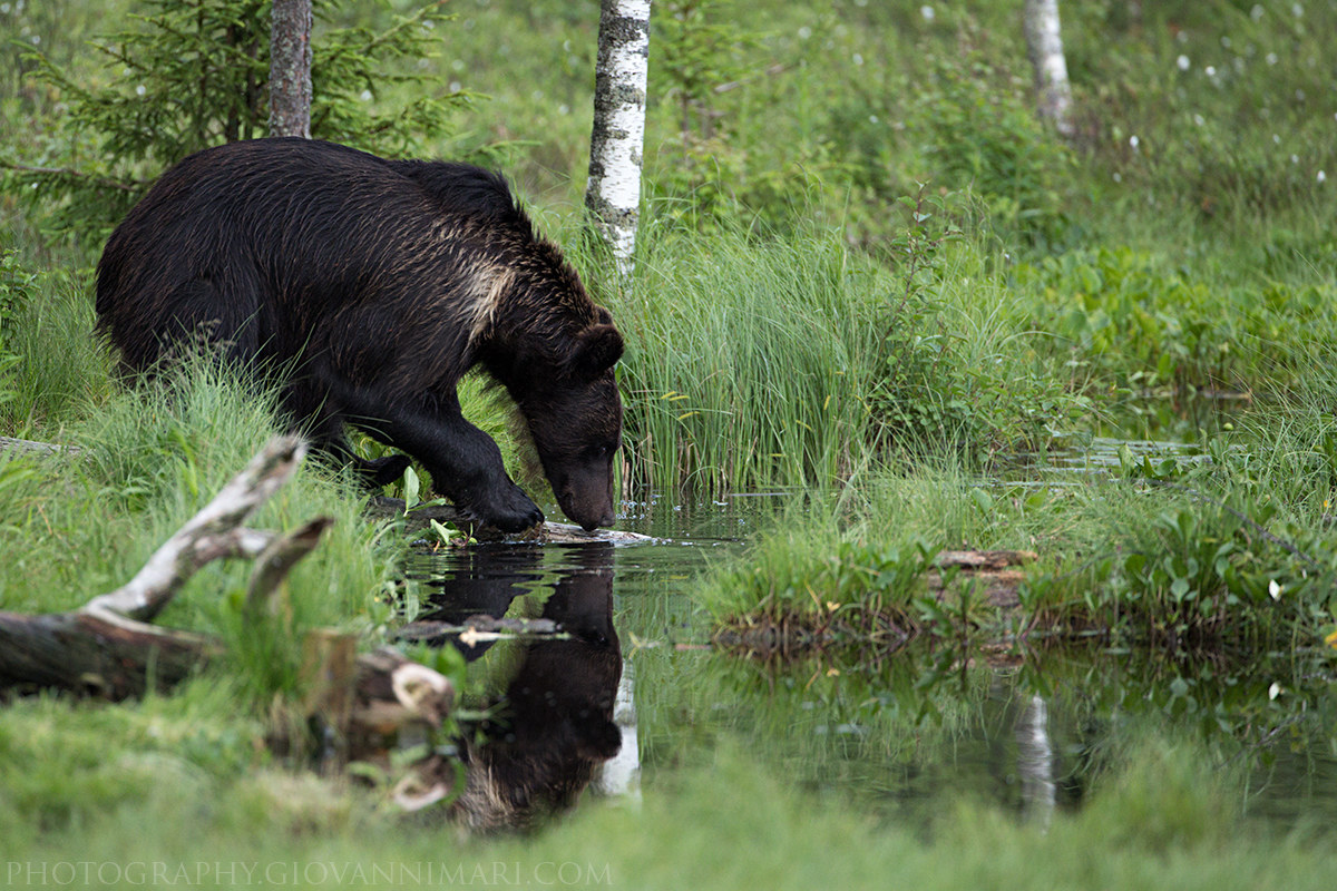Forest, Lake, Bear