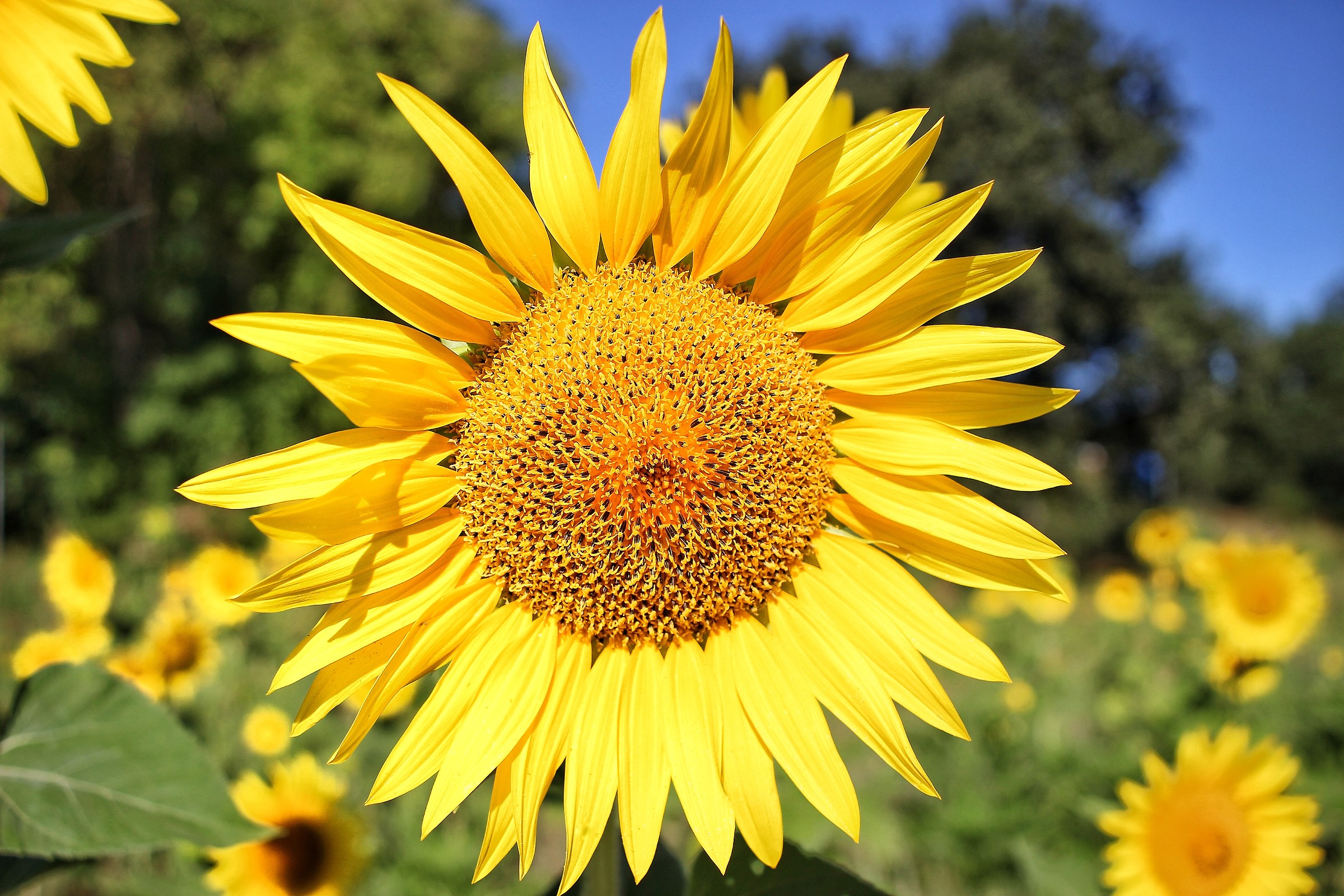 Not a sunflower among many