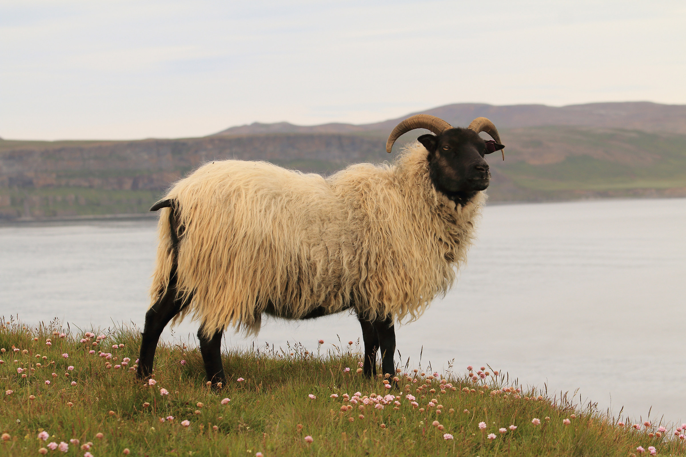 On the coast of Iceland
