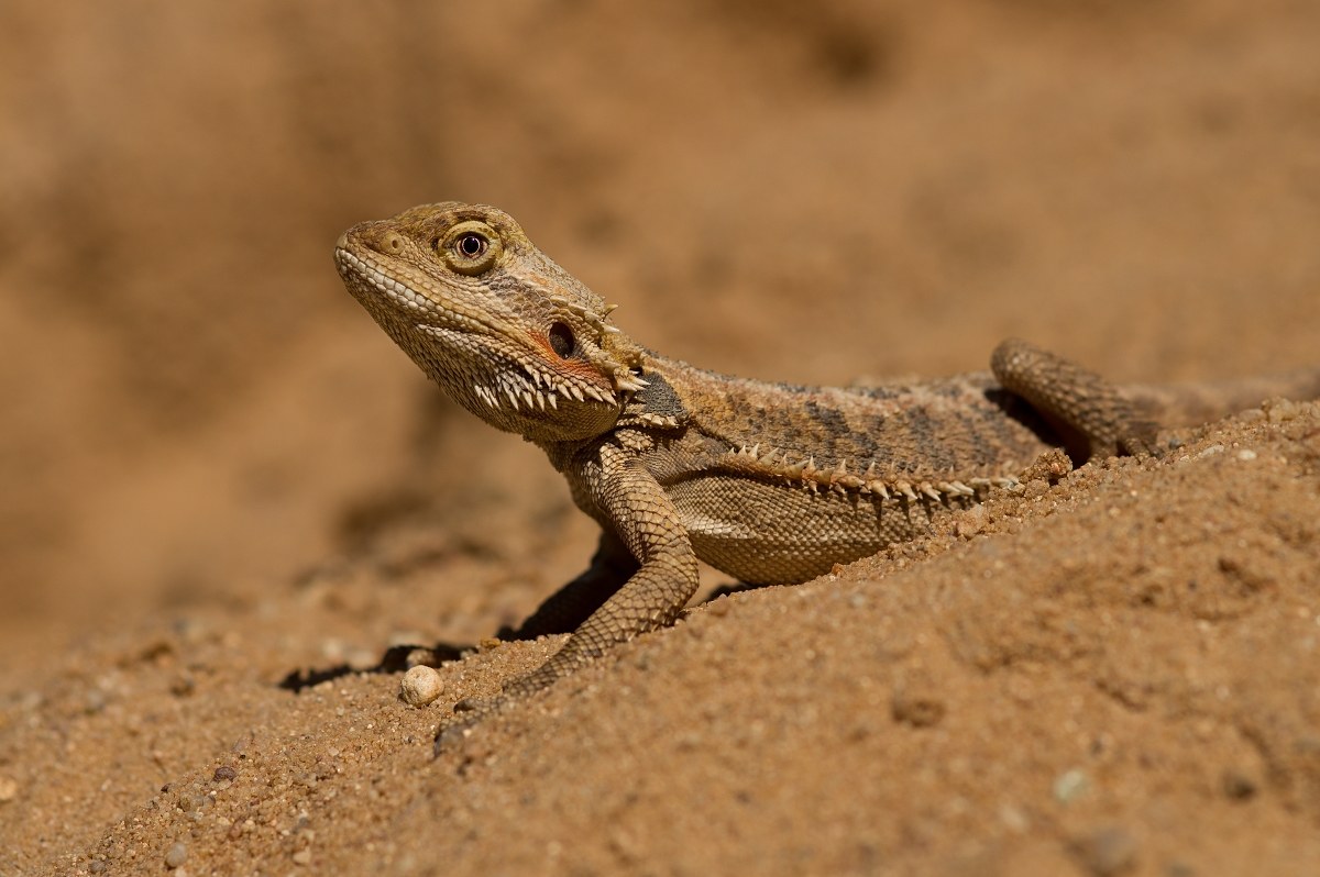 Young agama