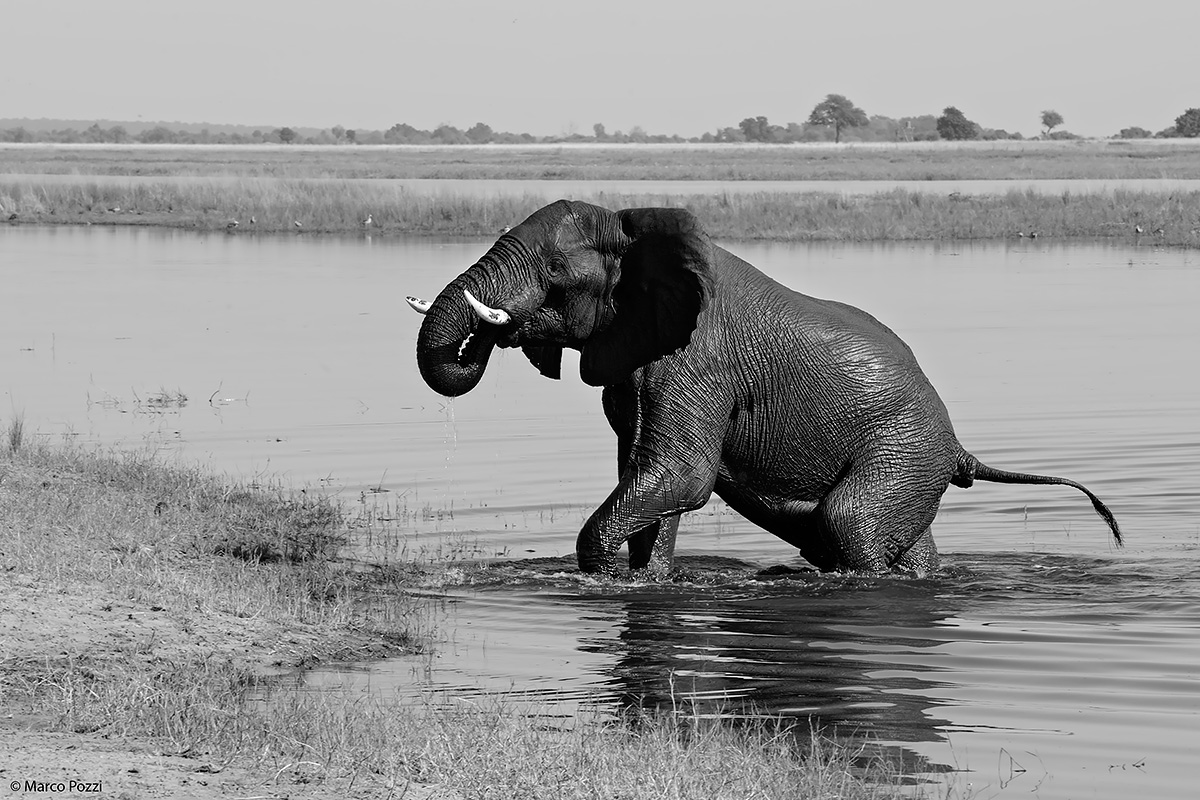 Attraversamento in BN