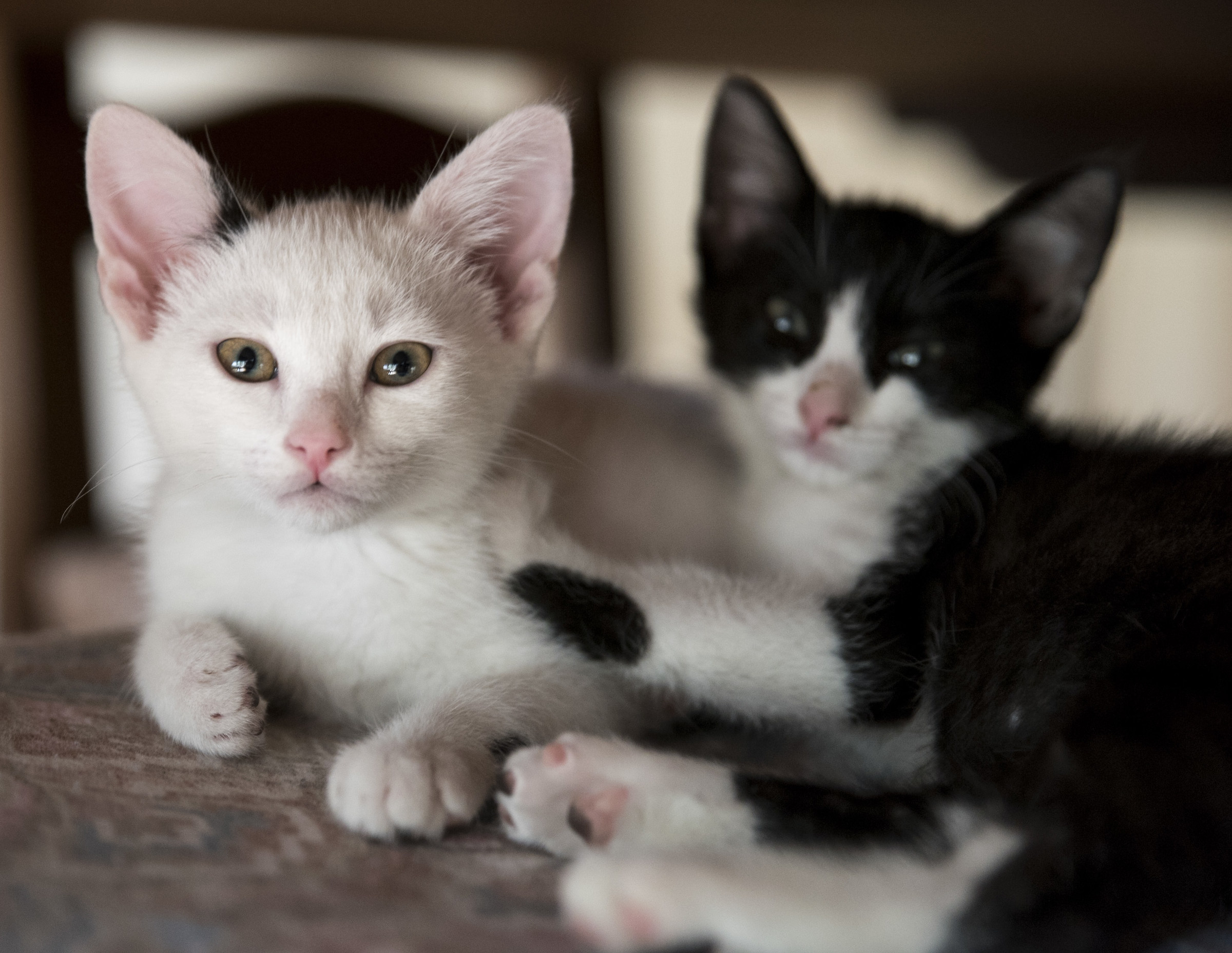 Bandit and Terrorist