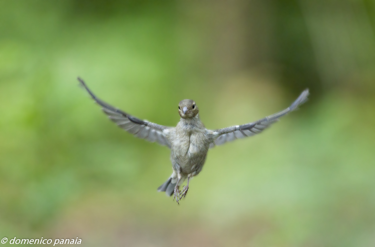 fringuello agli anelli