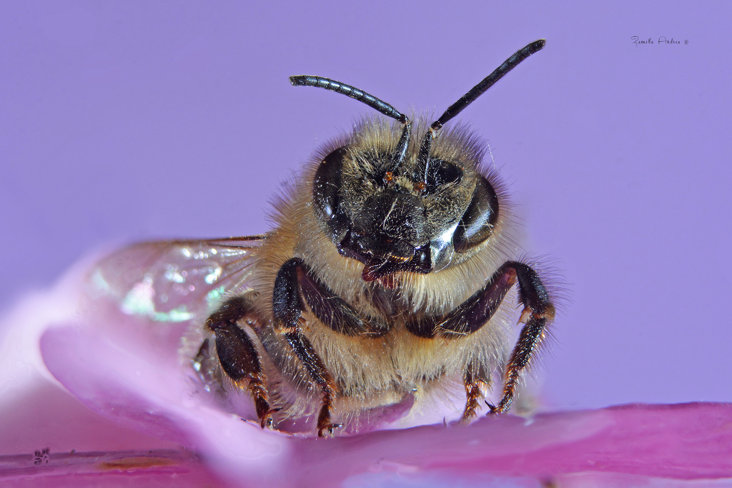 Bee