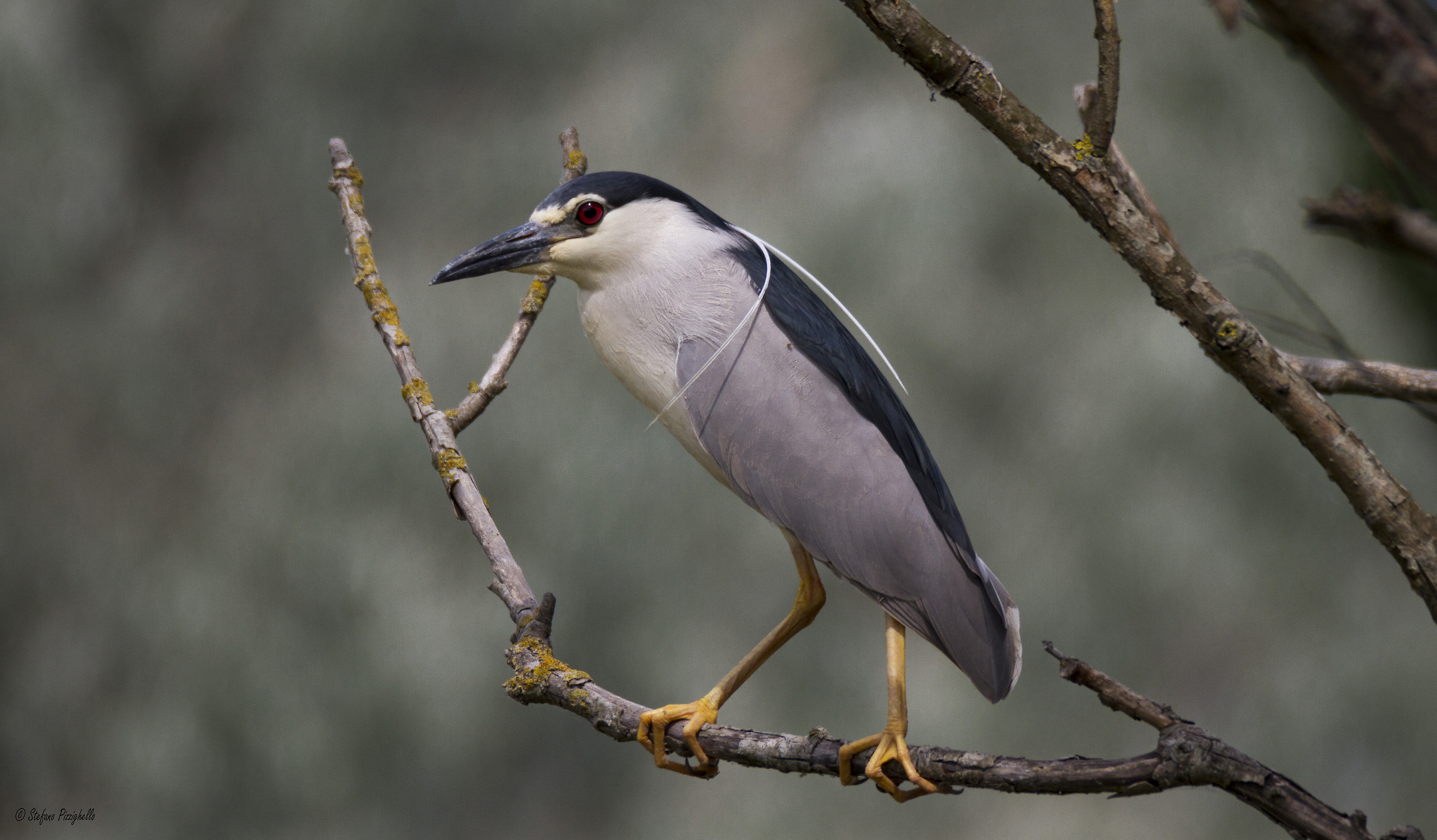 Nitticora (Nycticorax nycticorax)