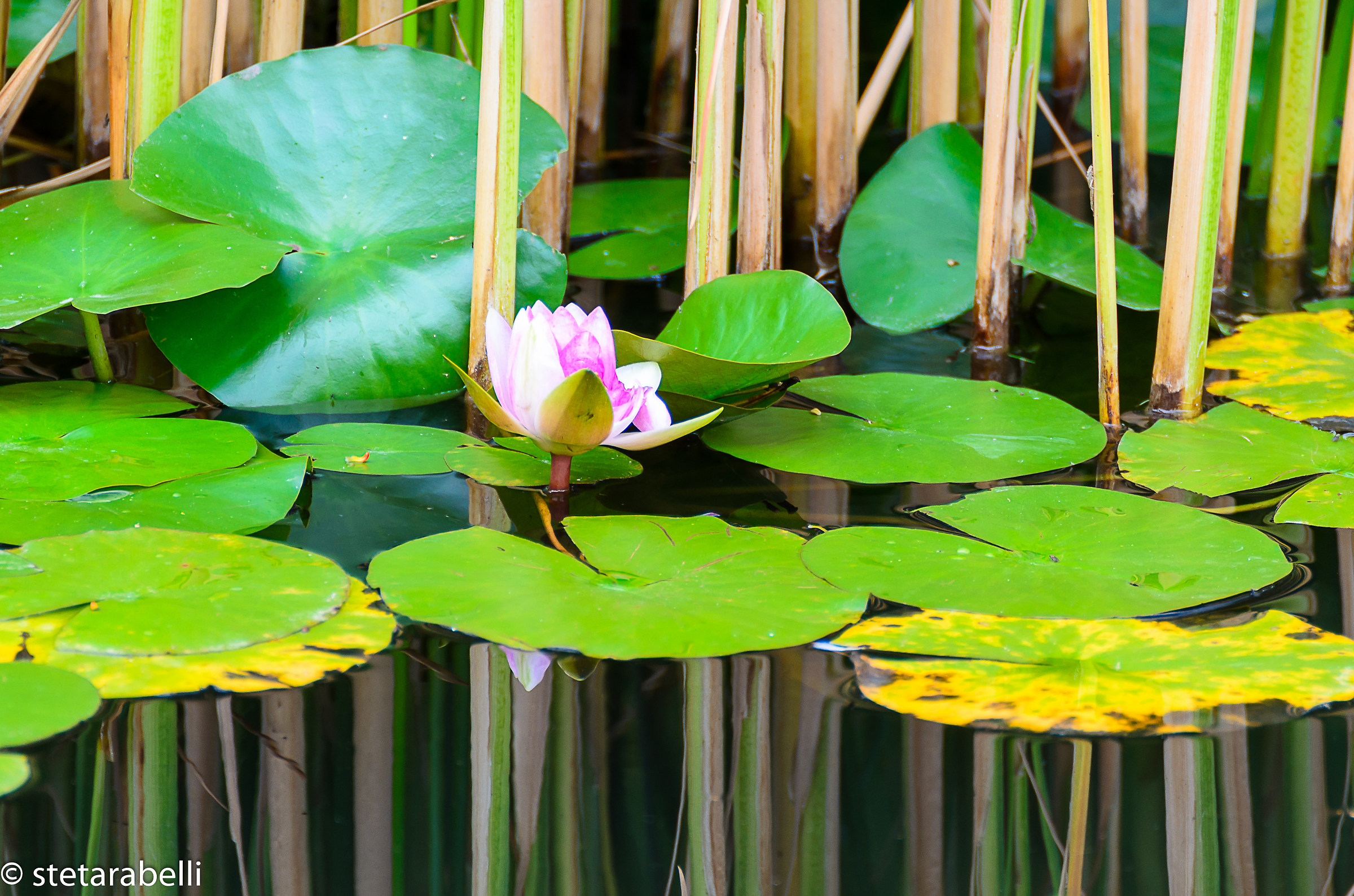 Garden at Margaret Island