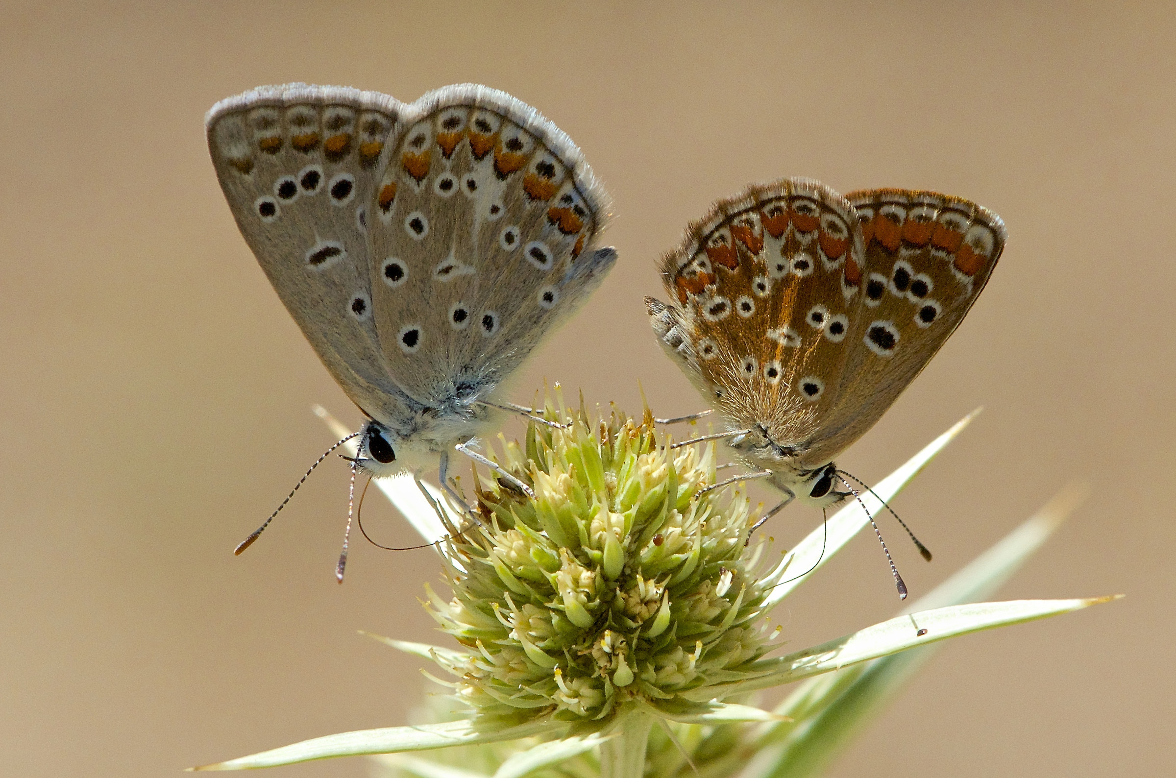 Polyommatus icarus e Aricia agestis