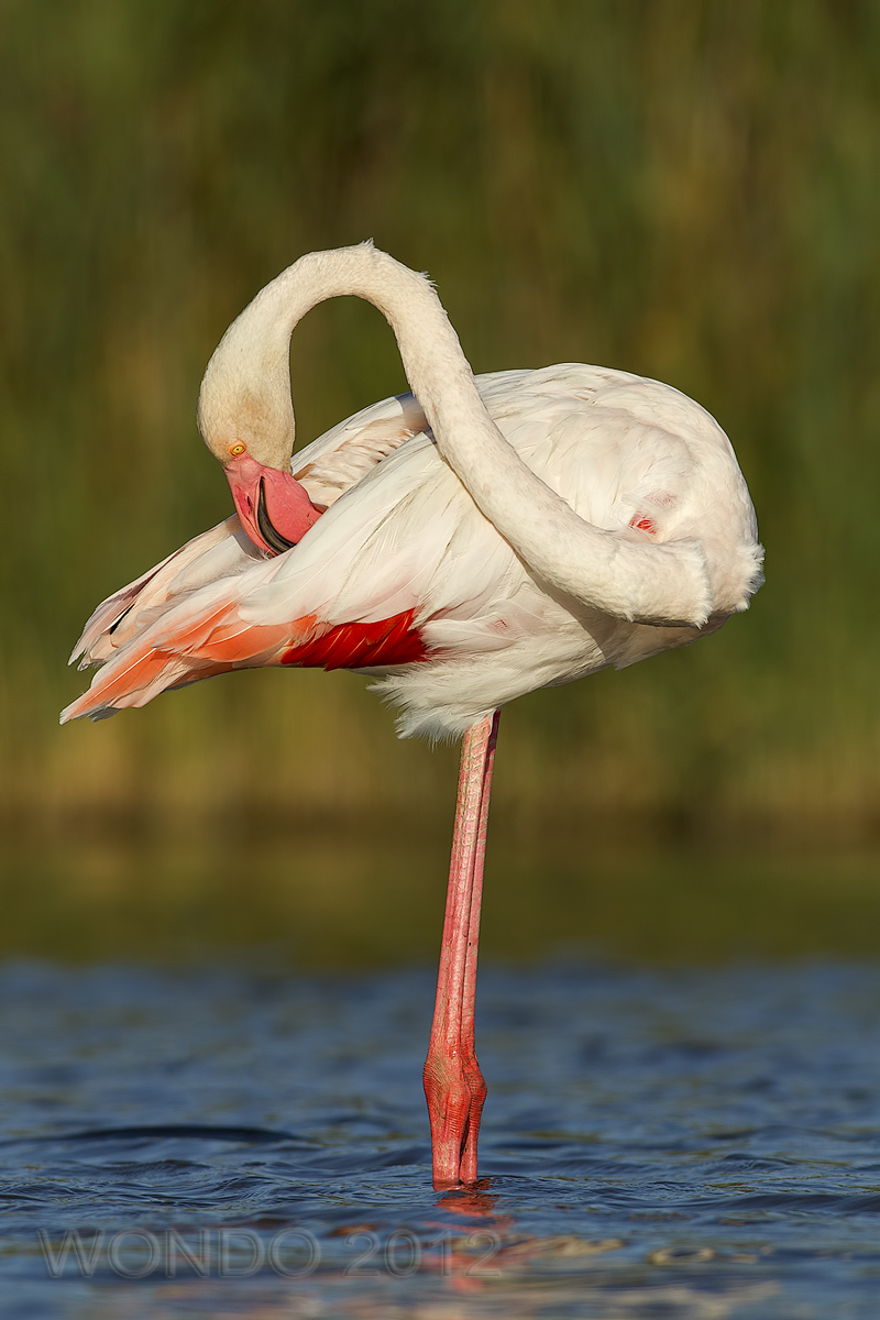 Flamingo