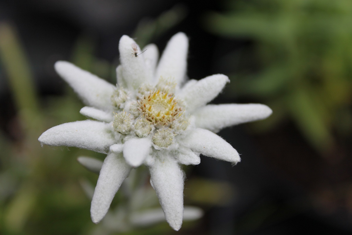 edelweiss