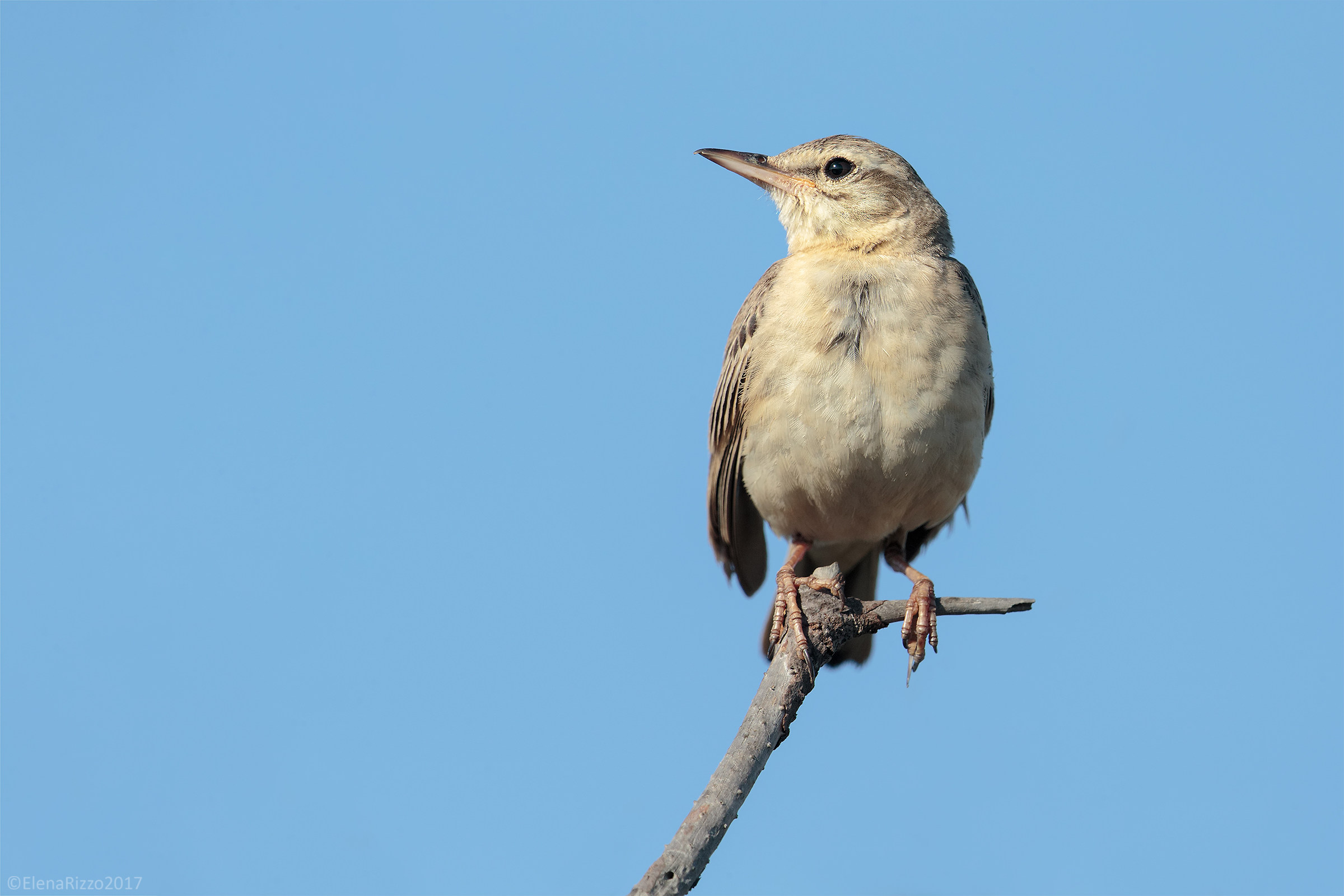 Tawny Pipit