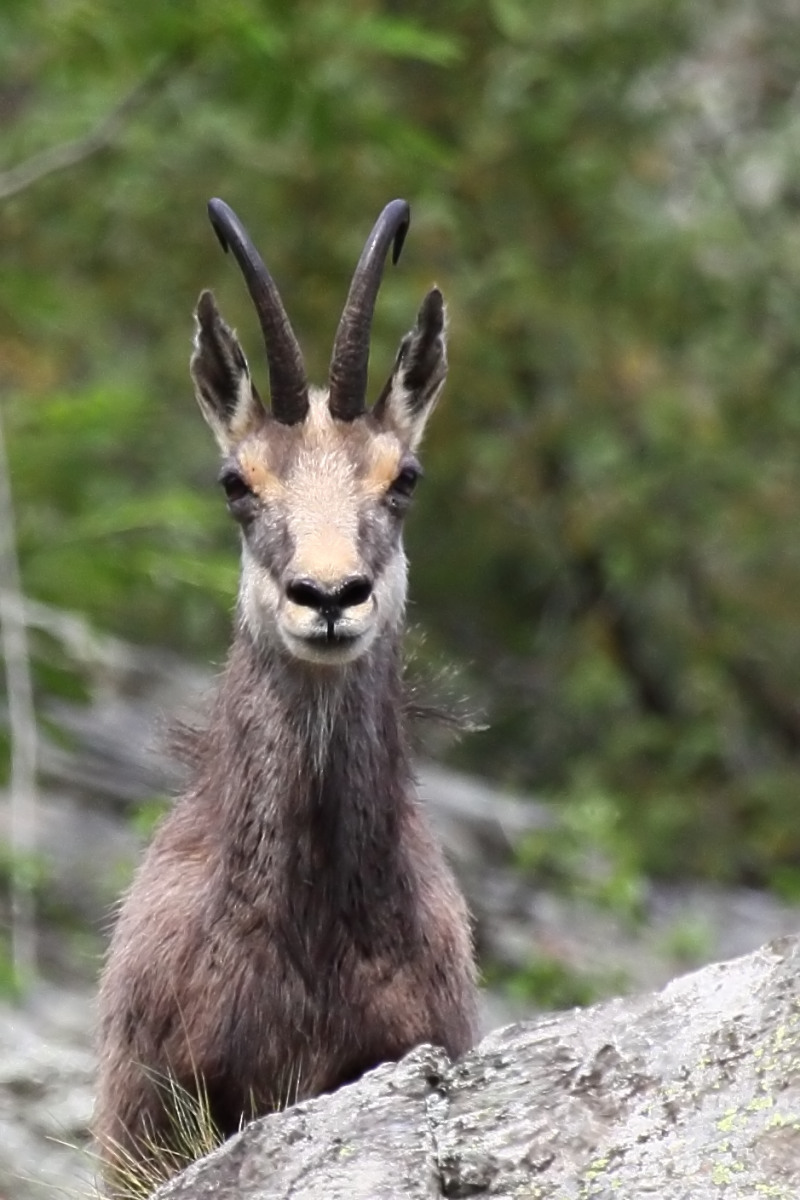 Chamois
