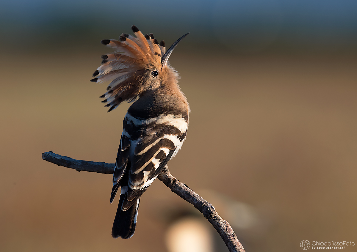 Upupa -Ma guarda un po' che c'è lassù....