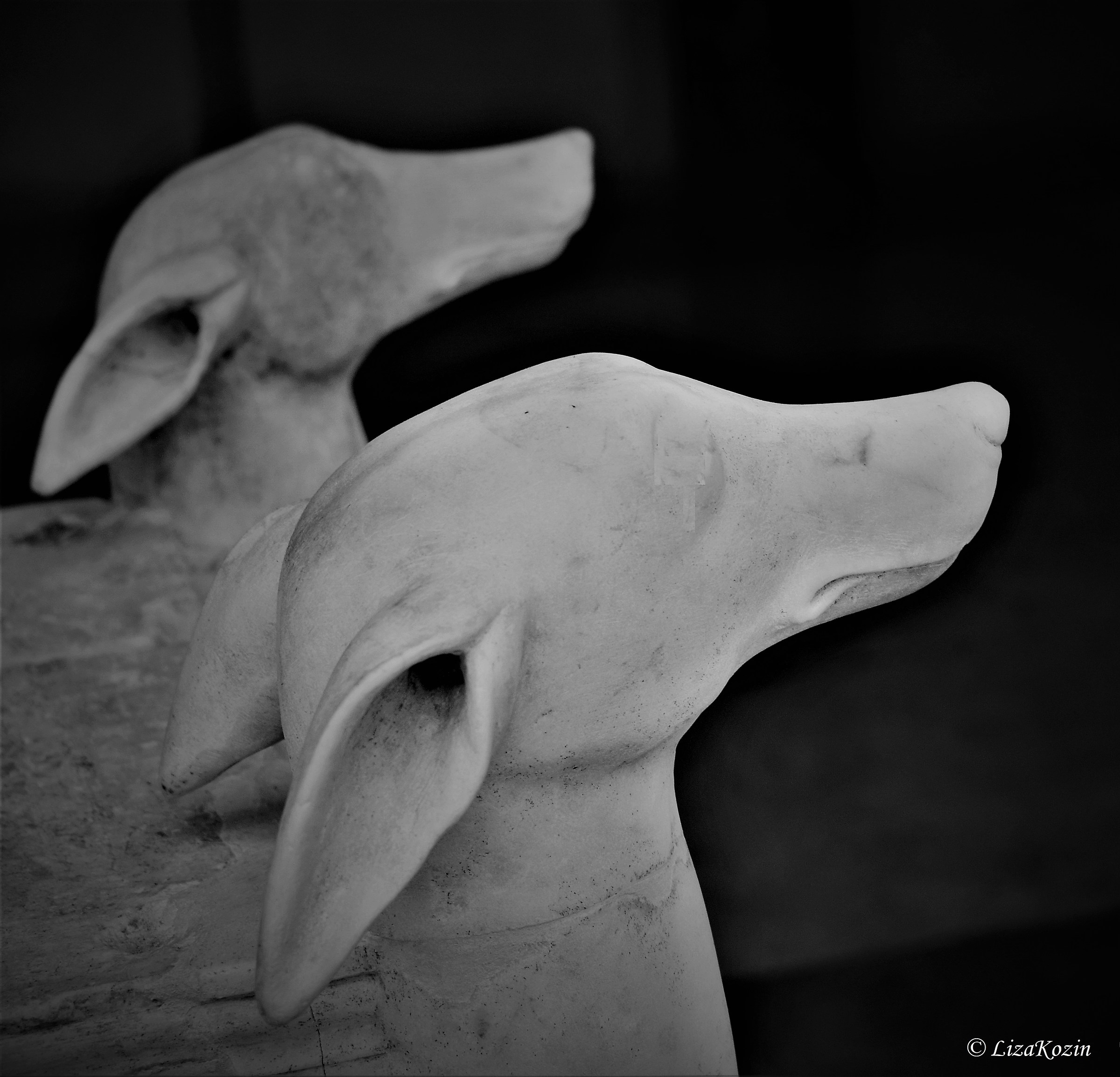 Il cane è il miglior amico dell'uomo