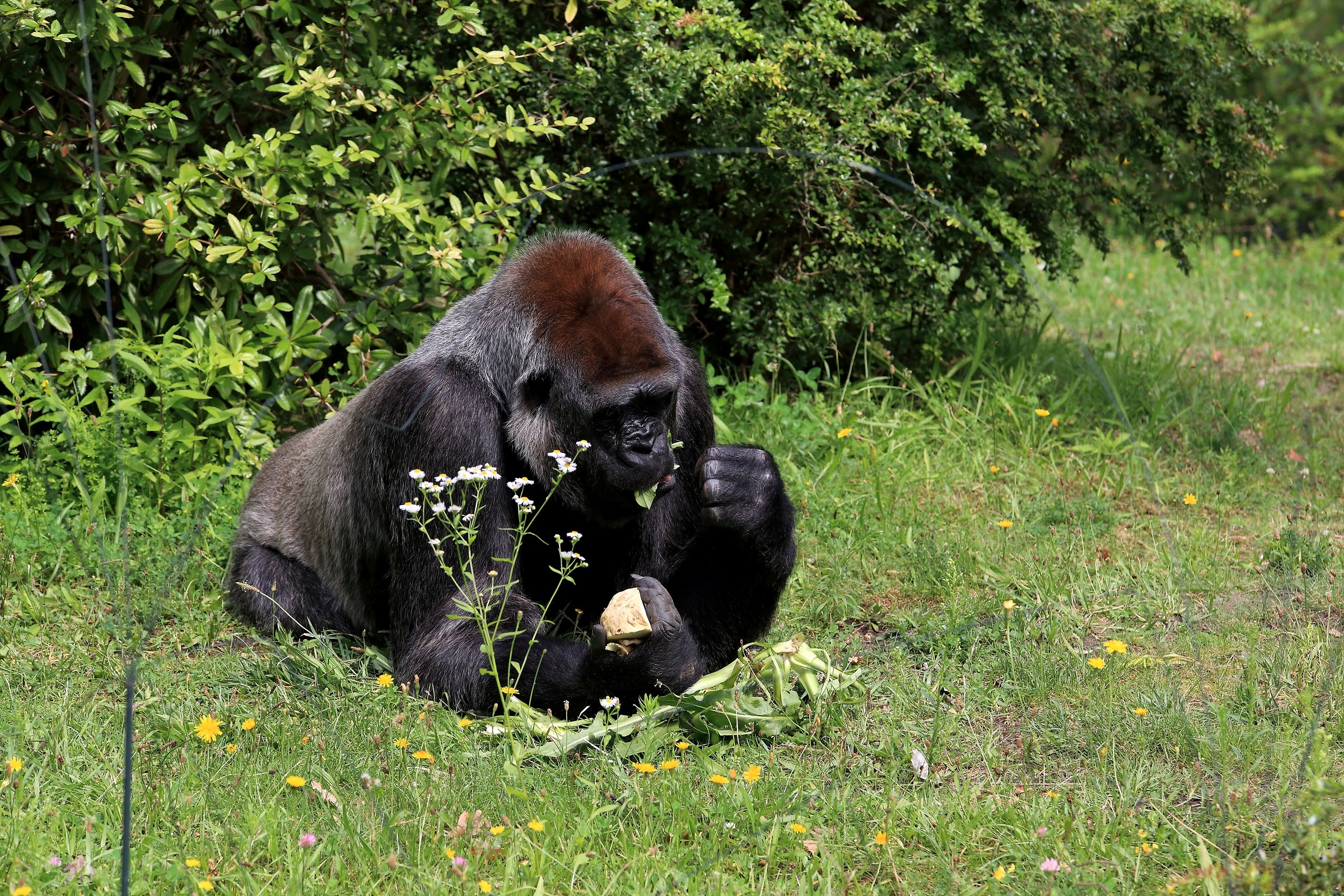 Gorilla
