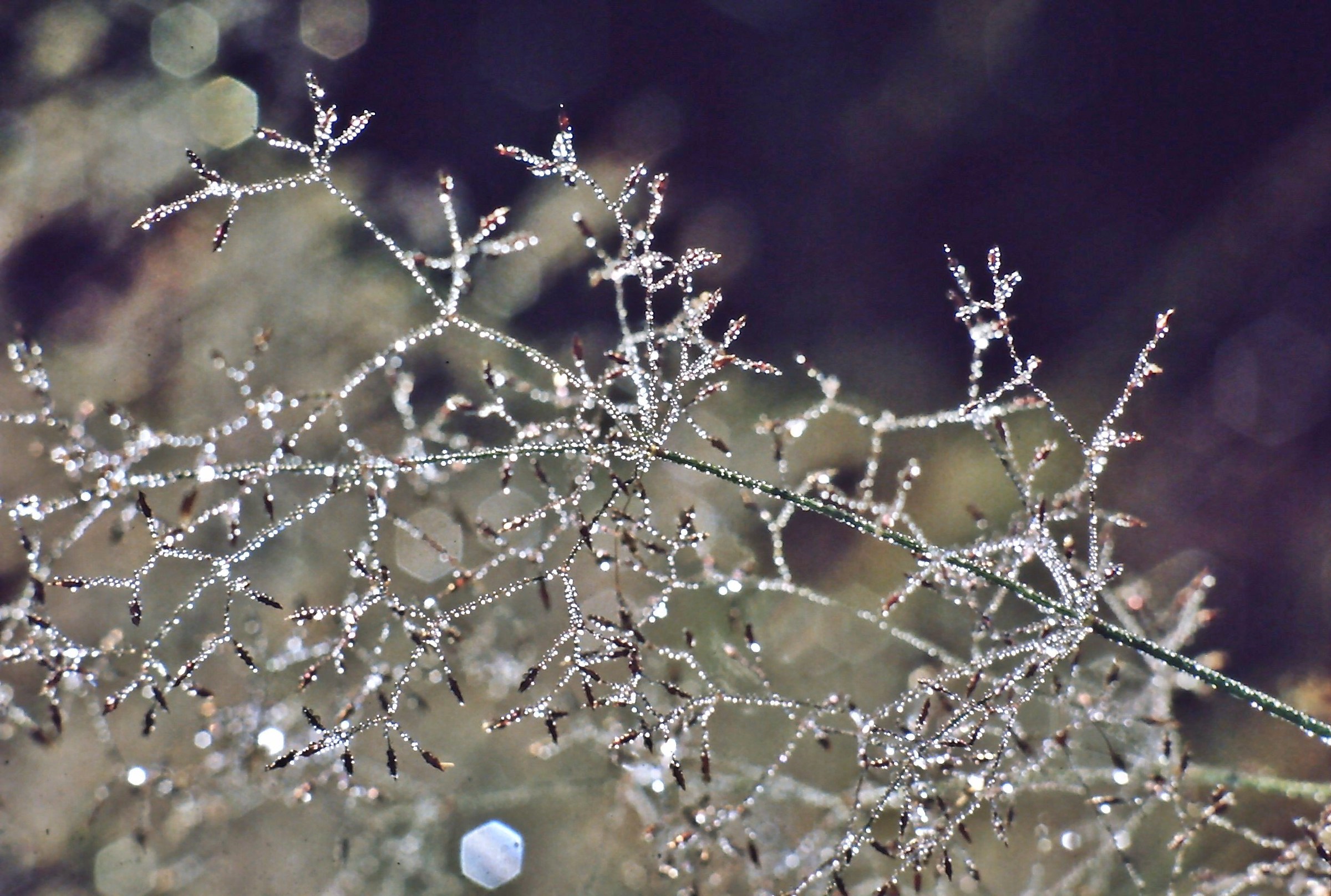 69 - il bosco vuol festeggiare qualcosa