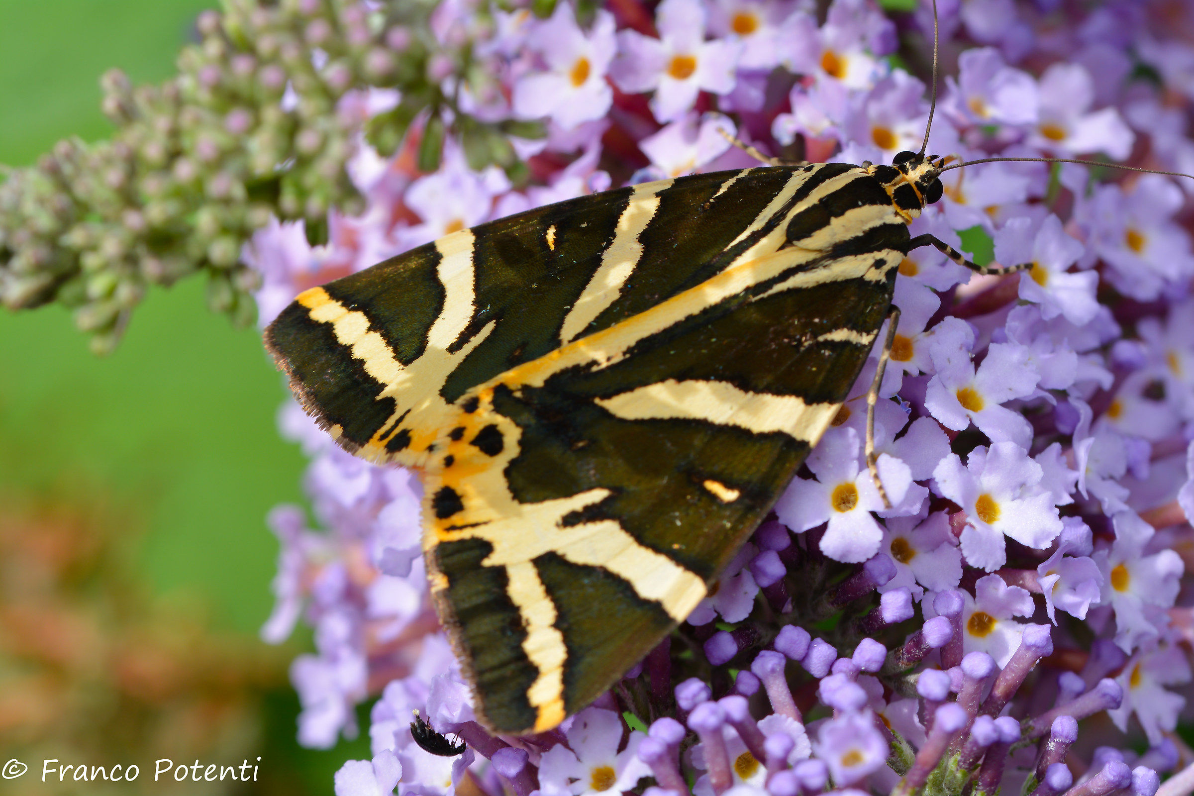 Euplagia quadripunctaria
