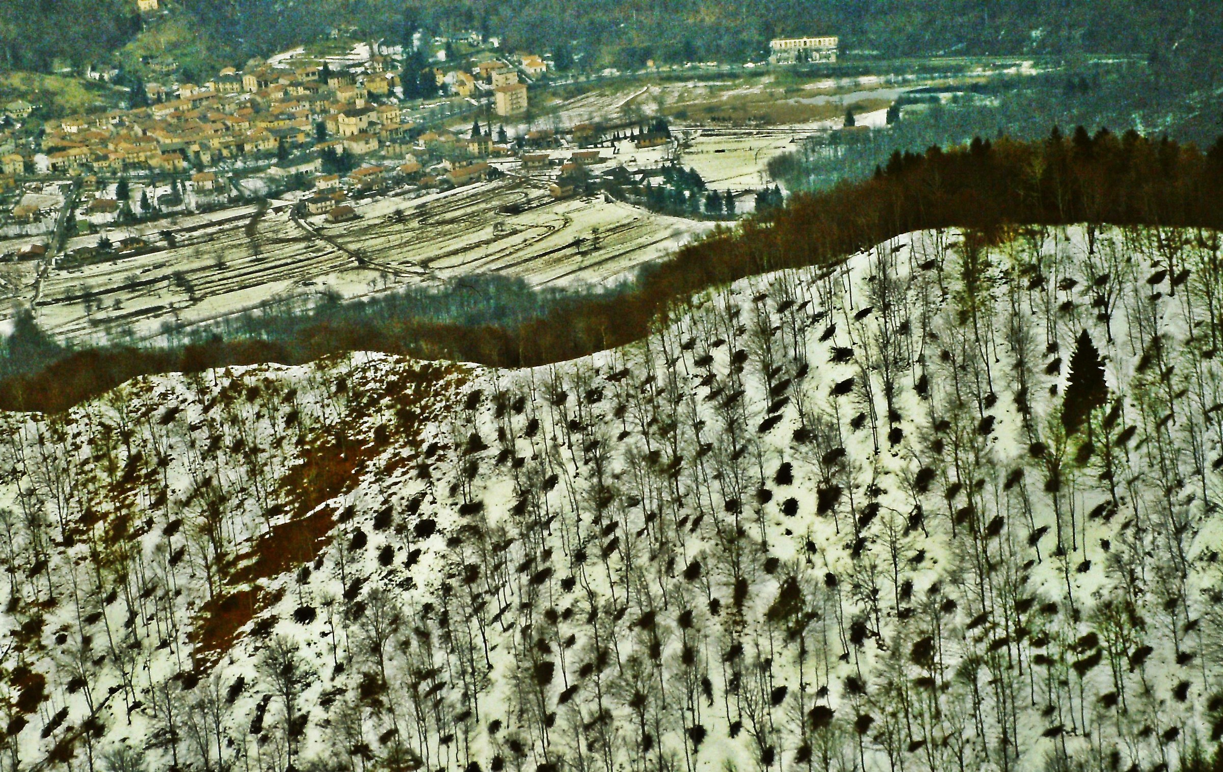 93 - il leopardo delle nevi - VA Campo dei Fiori