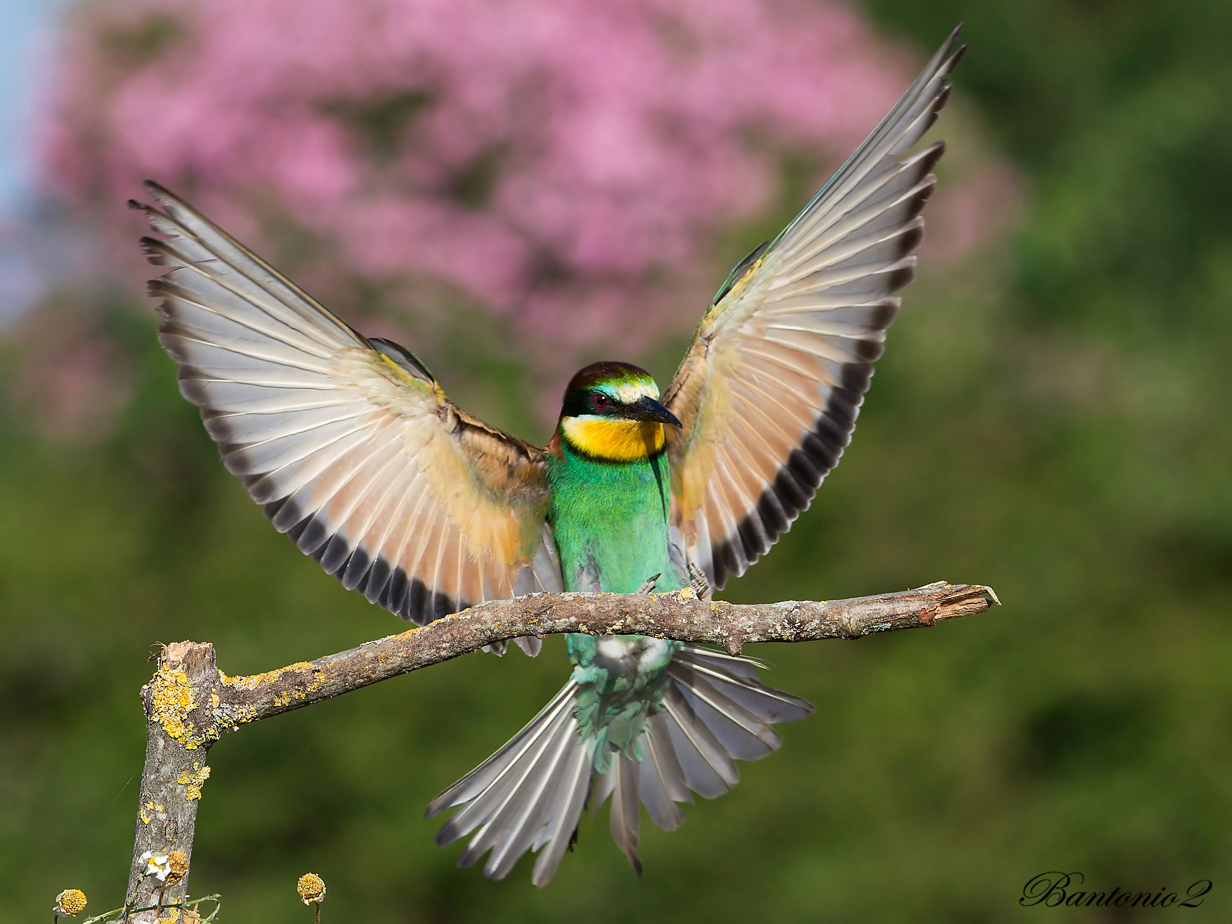 Cucumbers (Merops apiaster) 5.