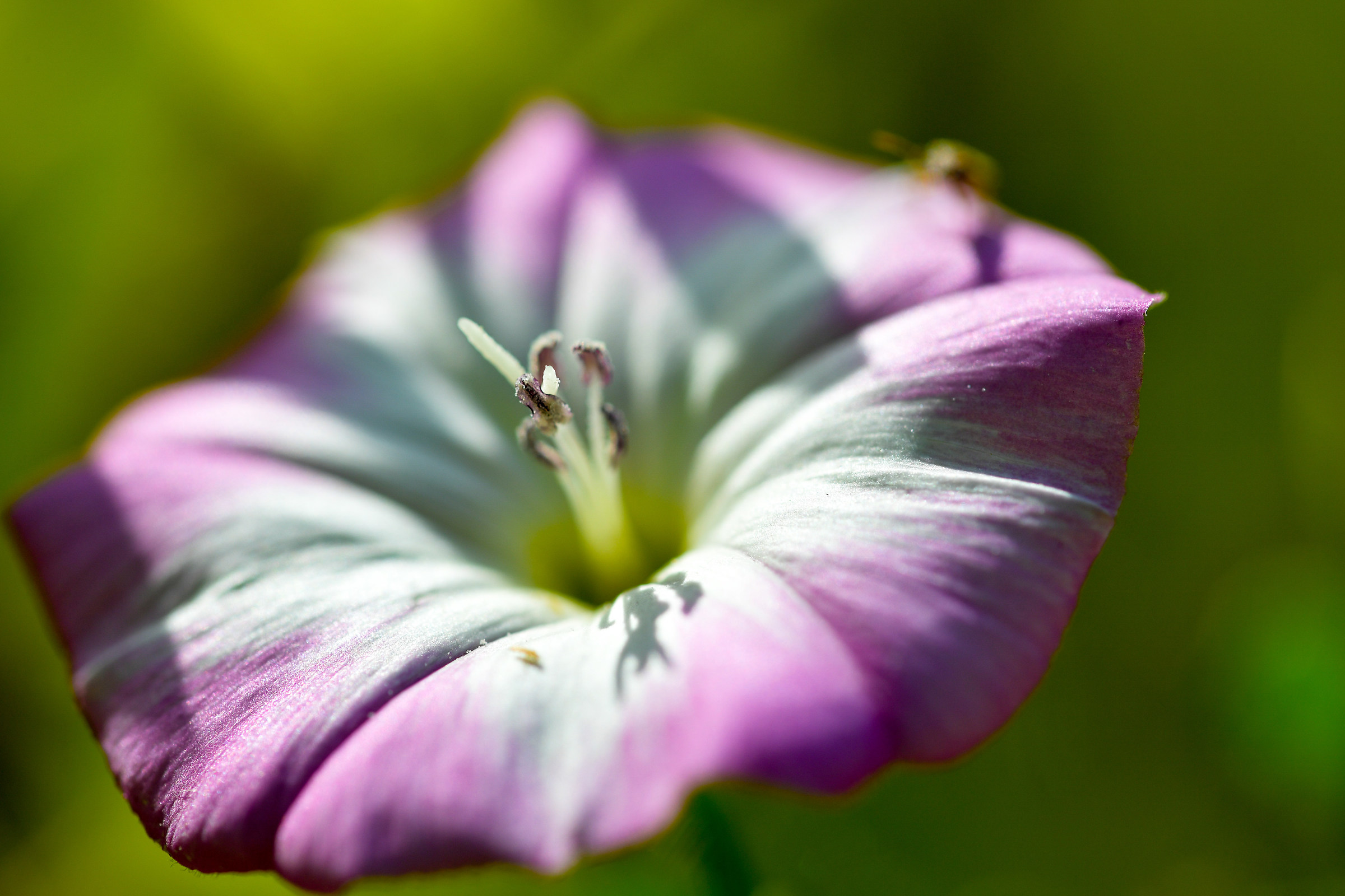 Take care of a small flower !!