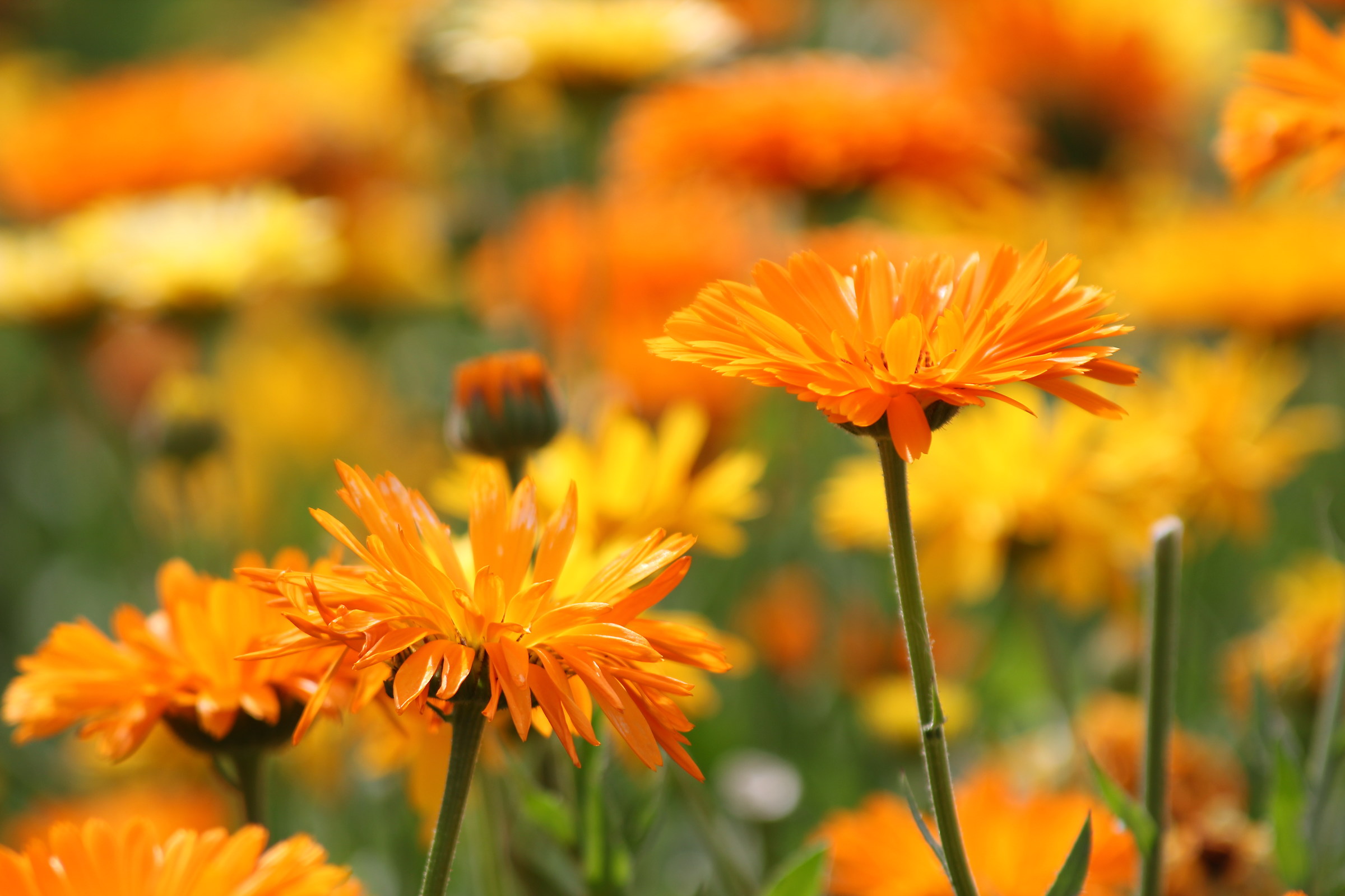 Orange Flowers