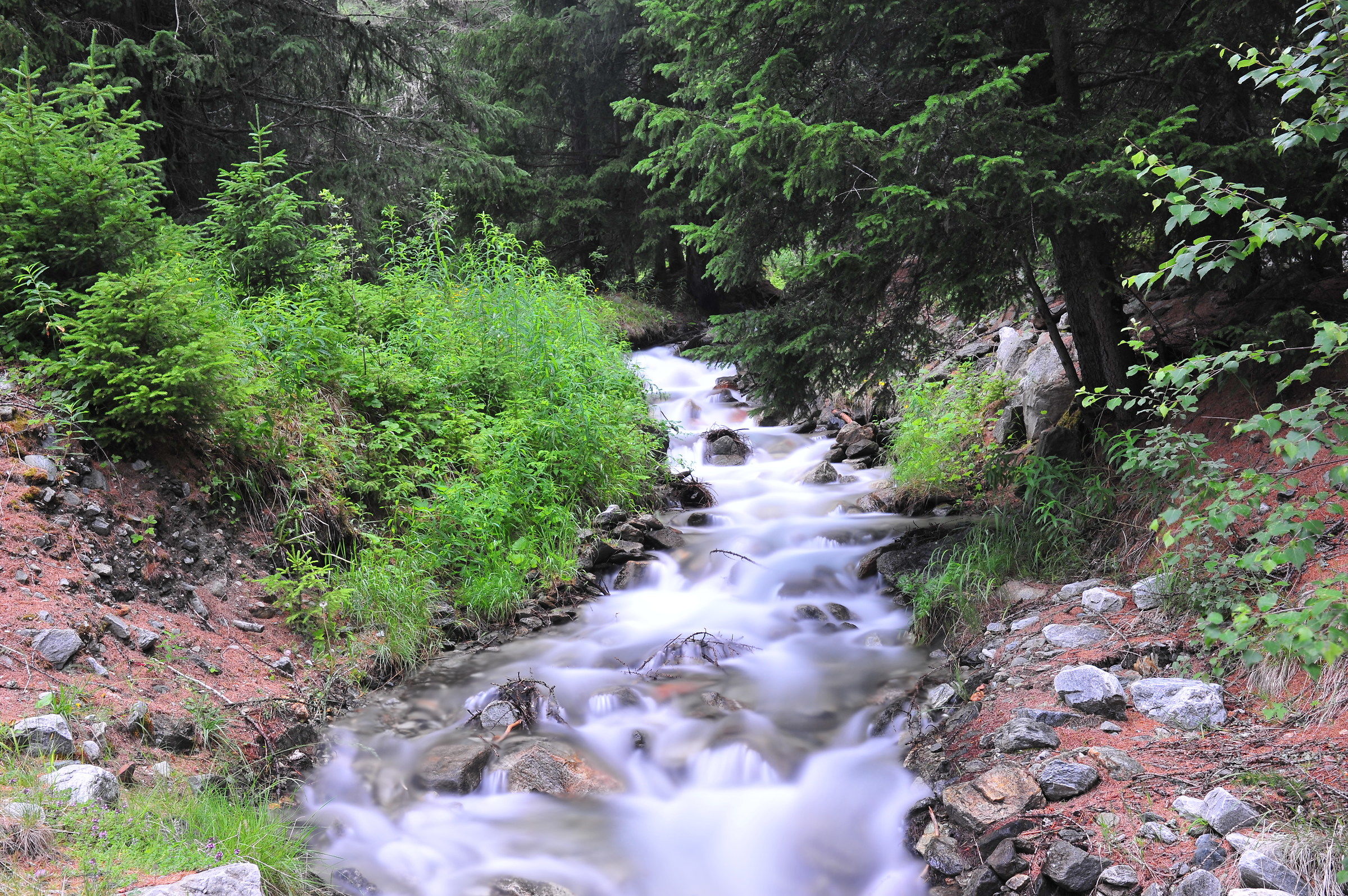 scroscio nel bosco...