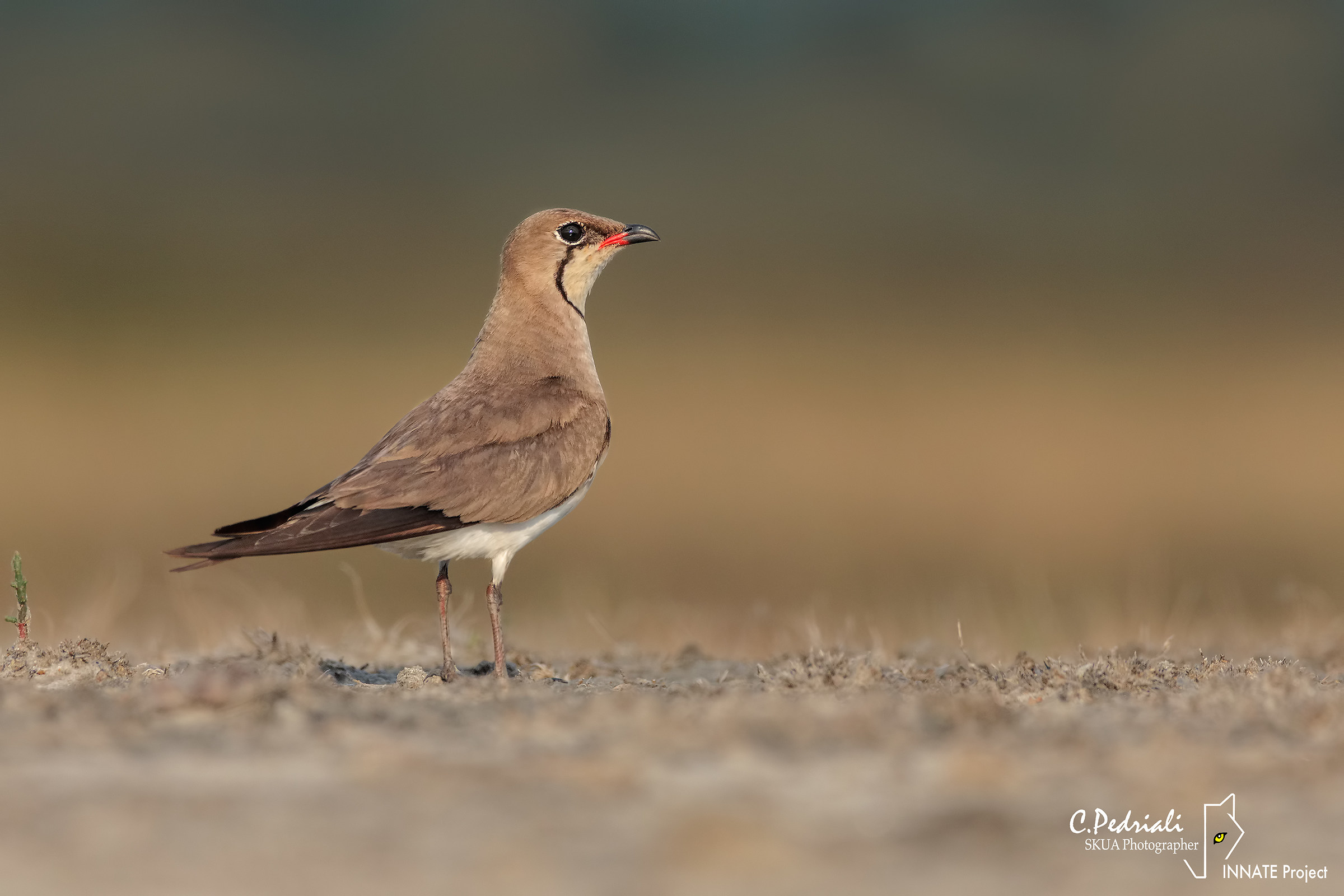 Seaweed ... hot tones