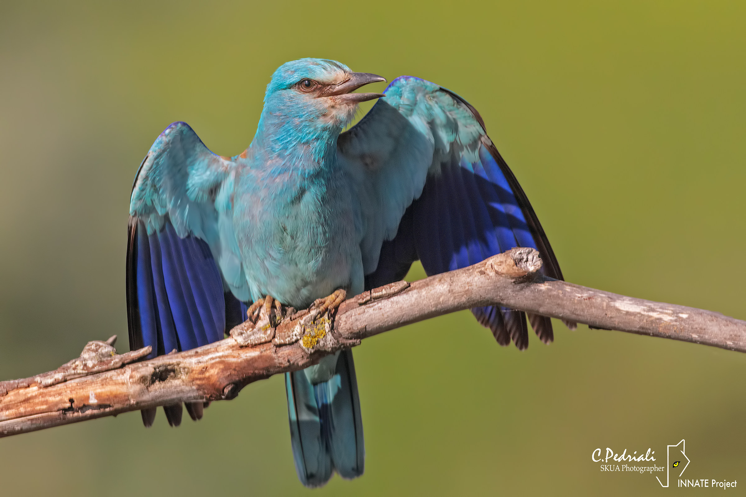 Sailboat, I come to the skewer