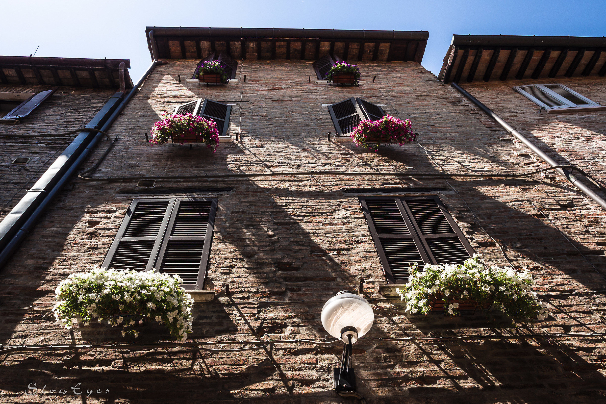 Urbino a testa in sù