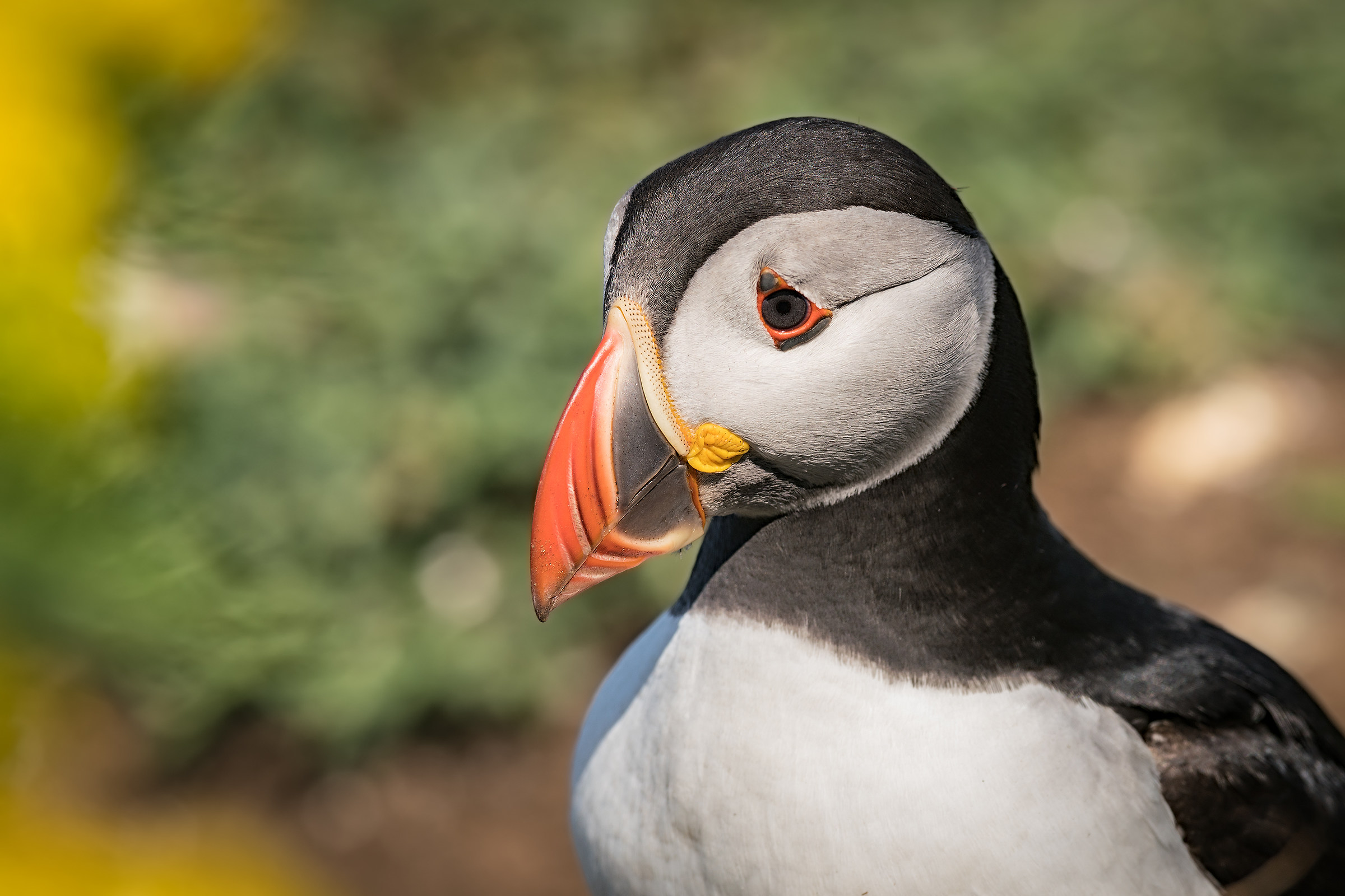 Puffin portrait