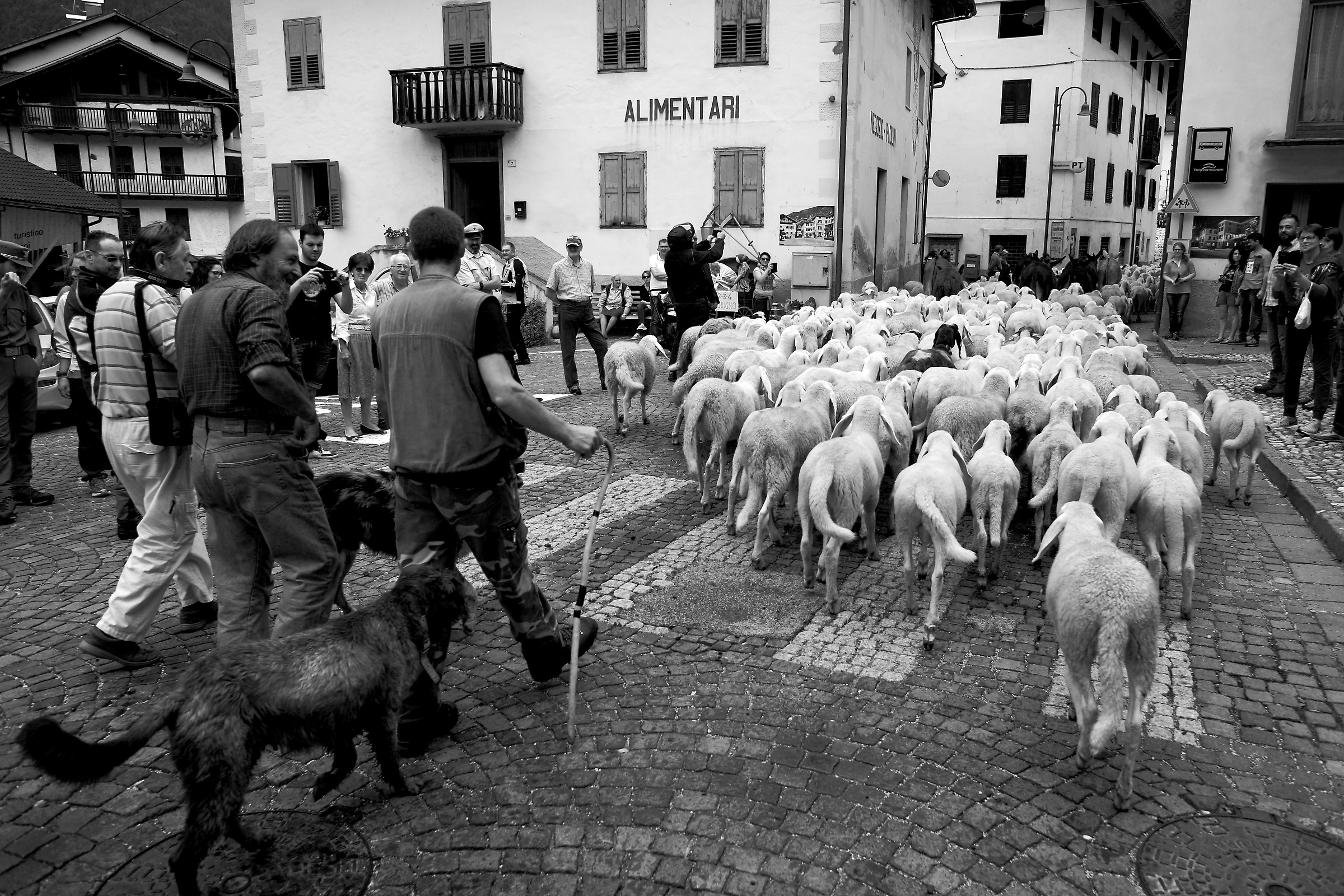 The flock at Canal San Bovo