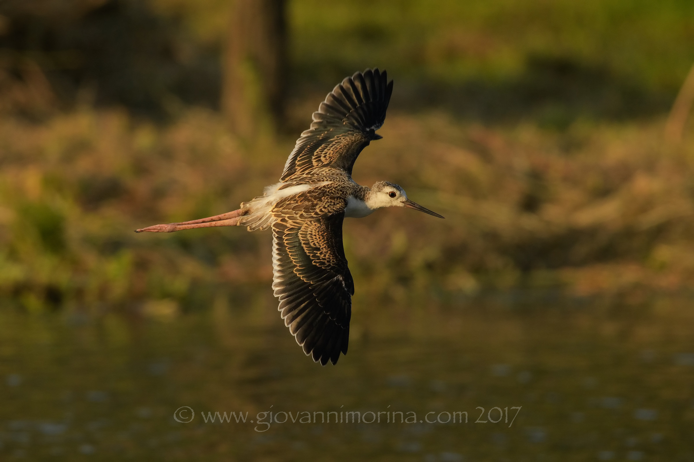 Piccoli cavalieri crescono...