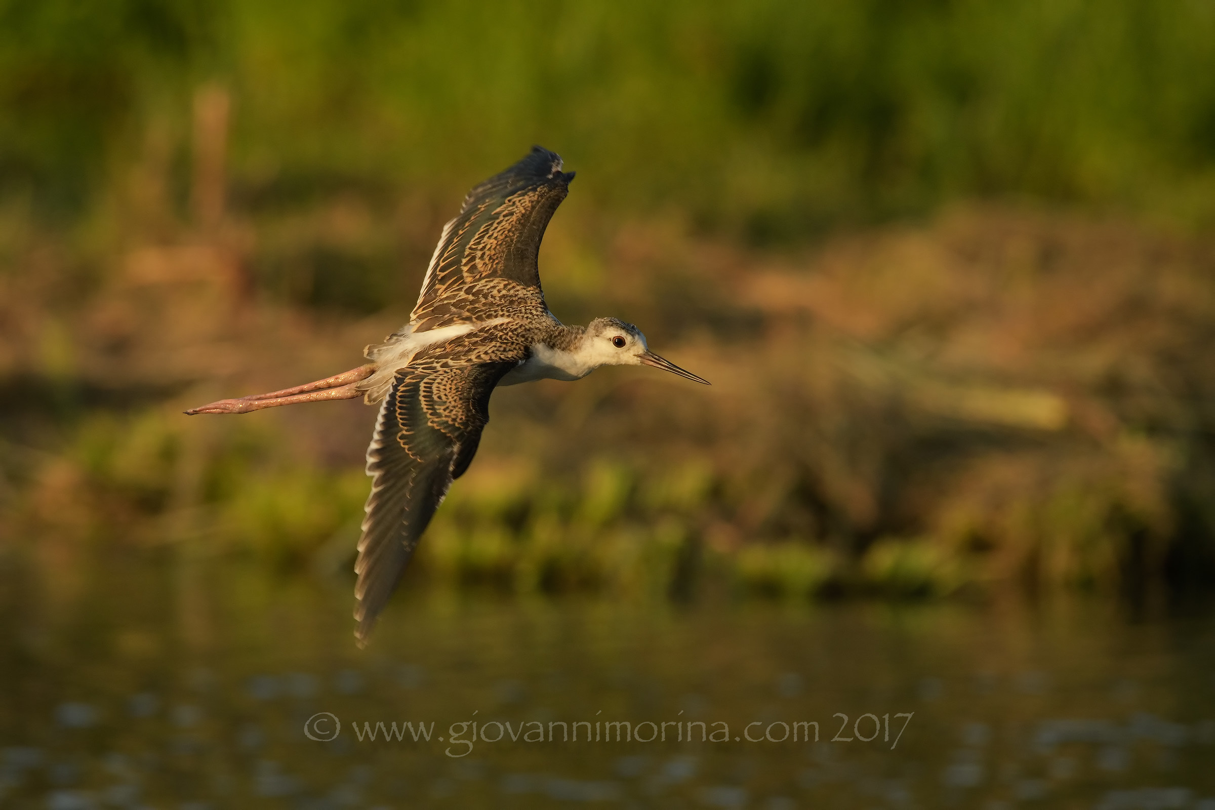 Small knights grow up ... 2