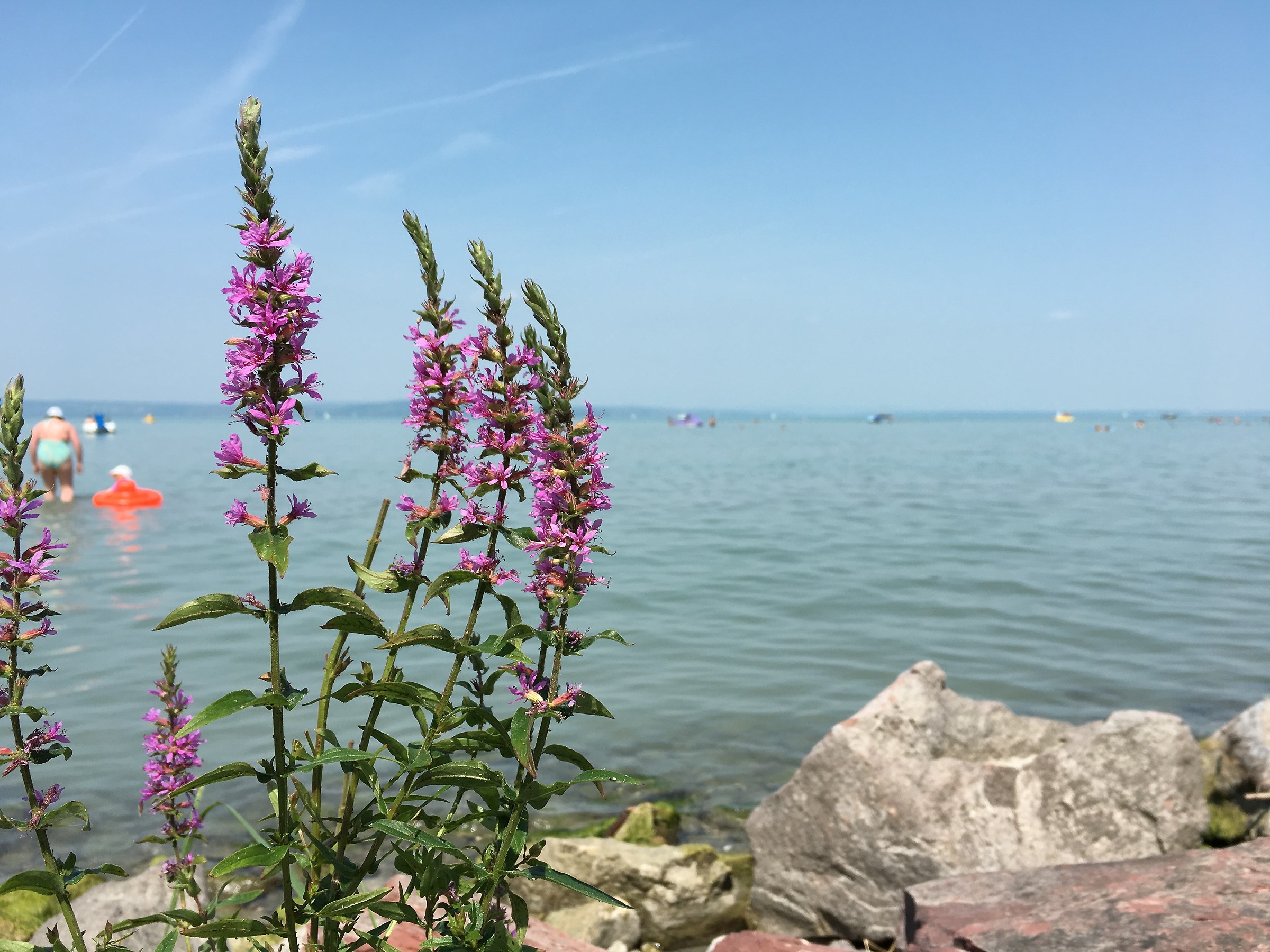 #Balaton #summer #flower