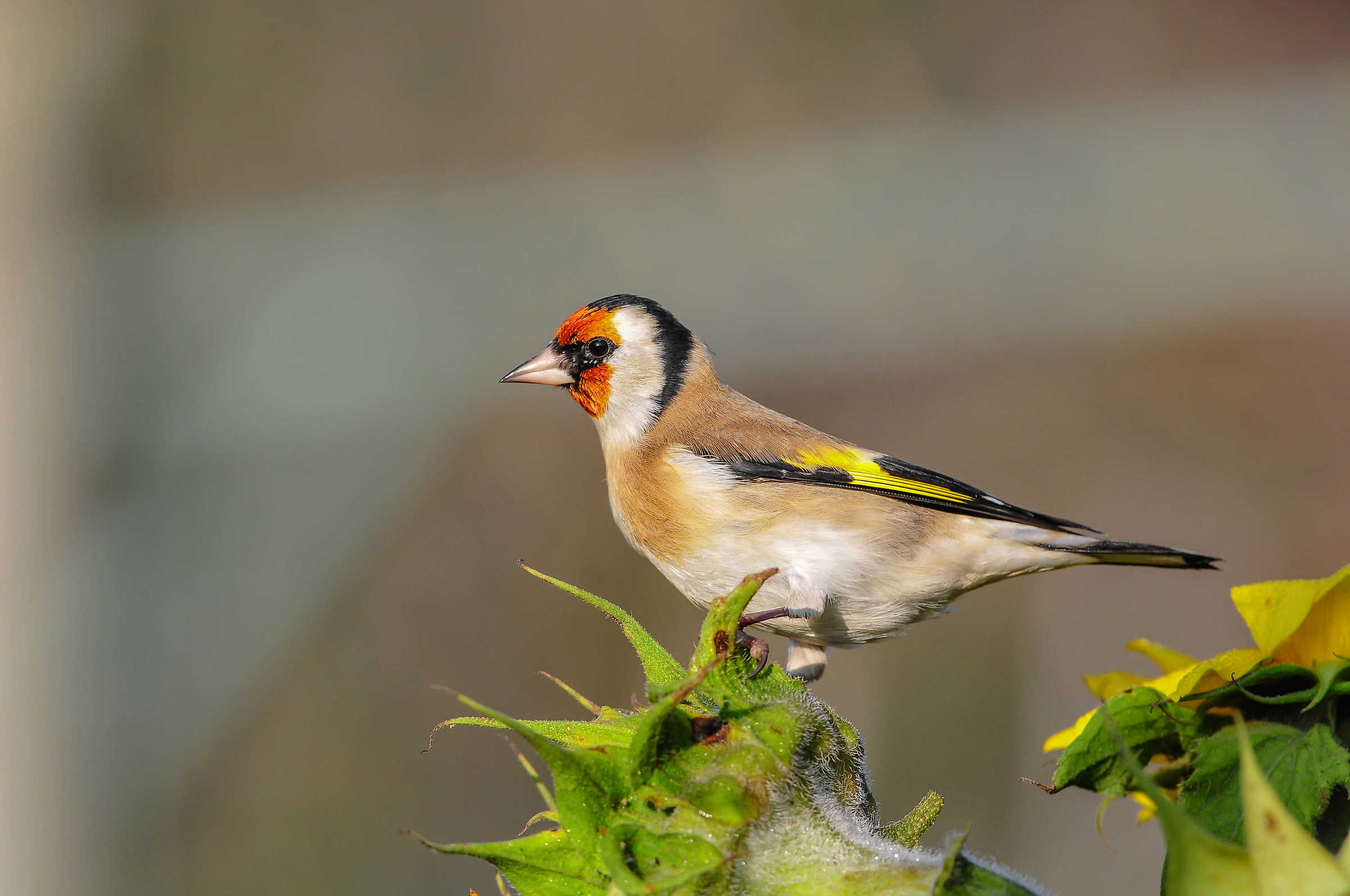 Goldfinch