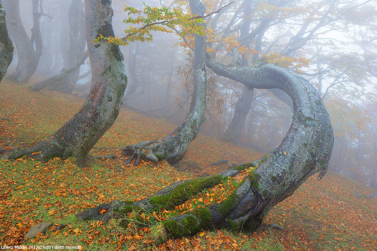 Laga's bearded beeches
