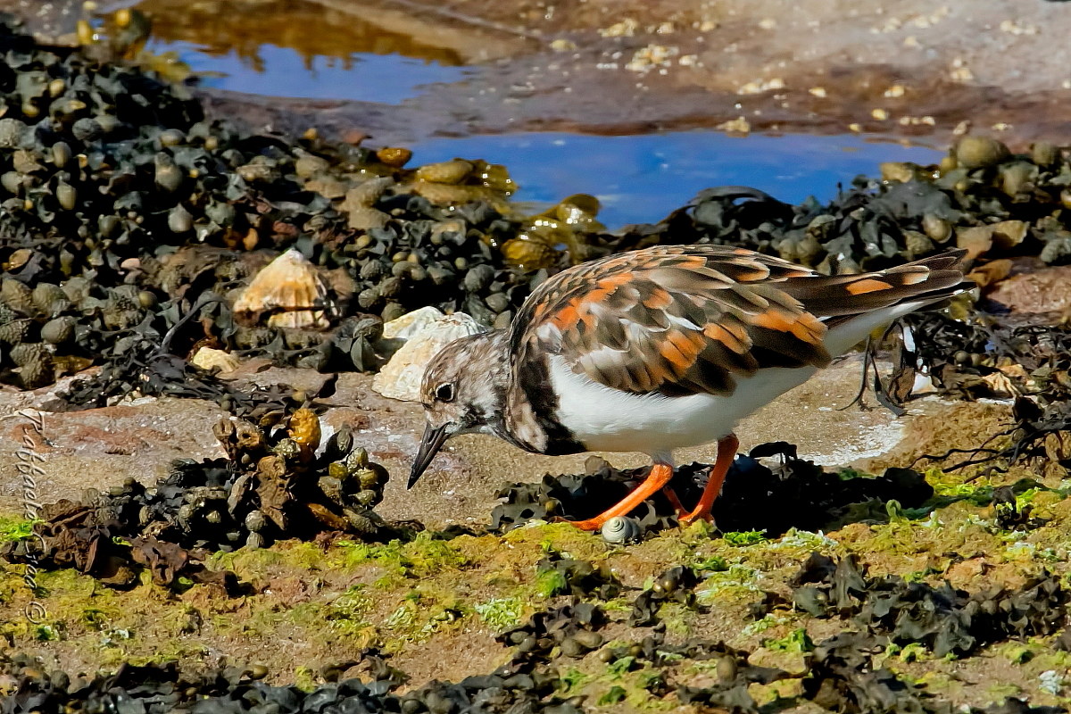 Turnstone