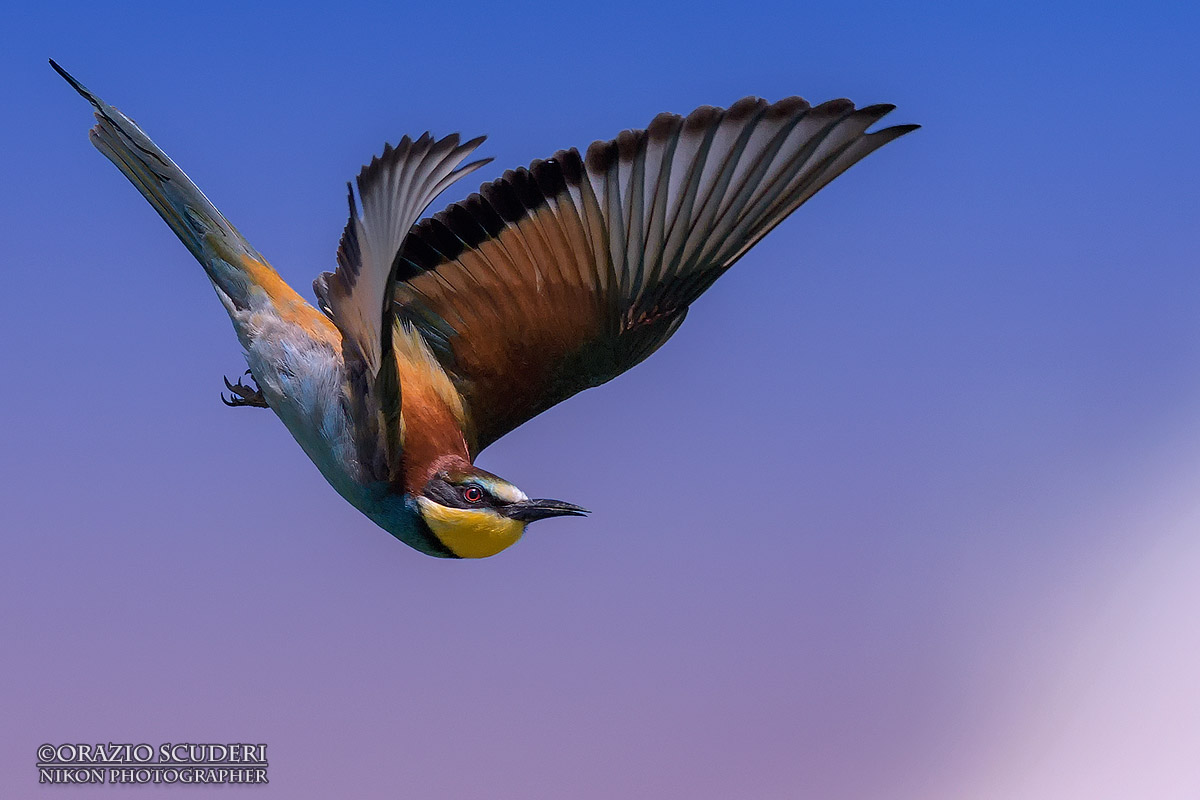 Merops apiaster