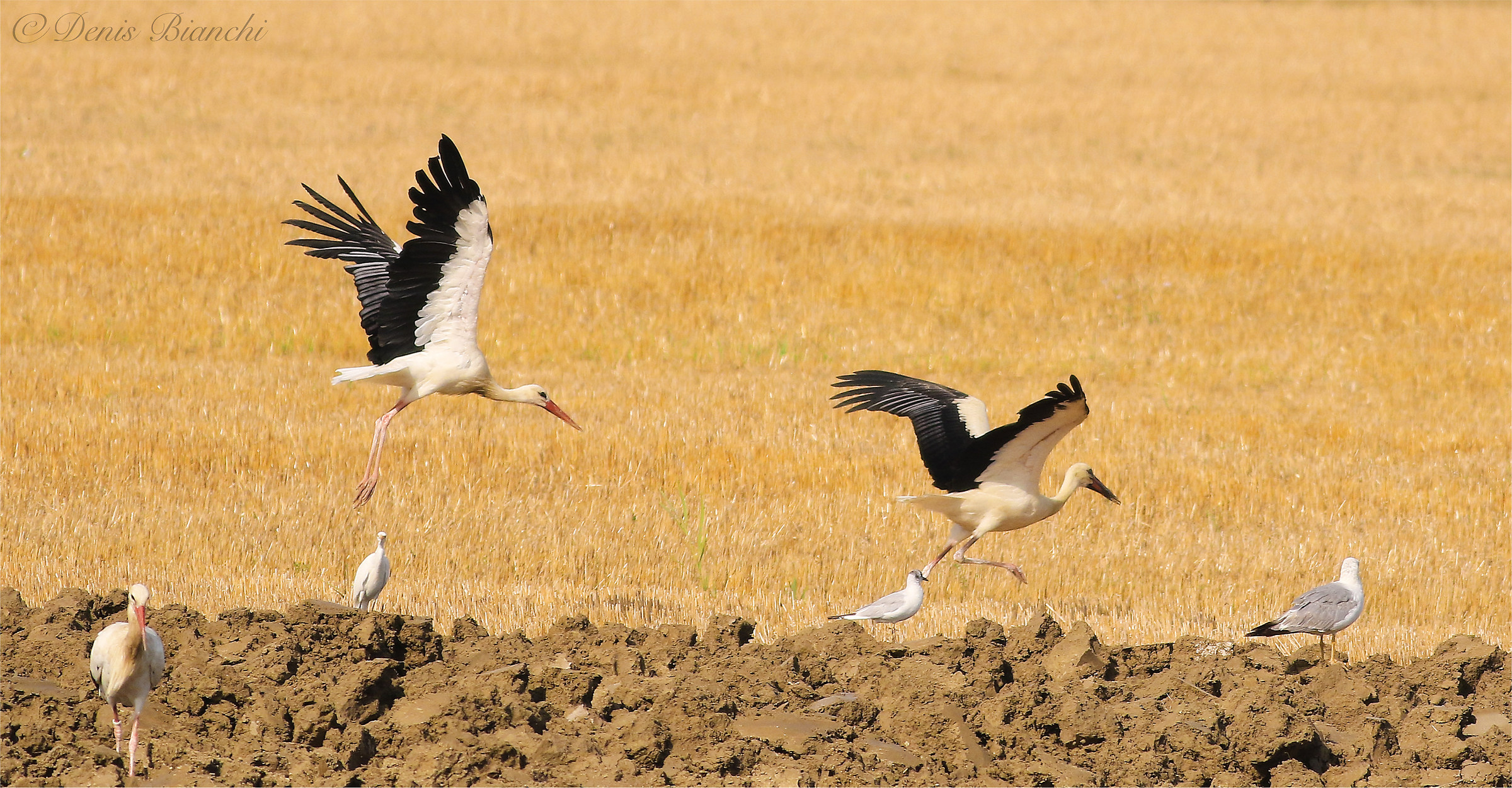 Storks in the plowed field