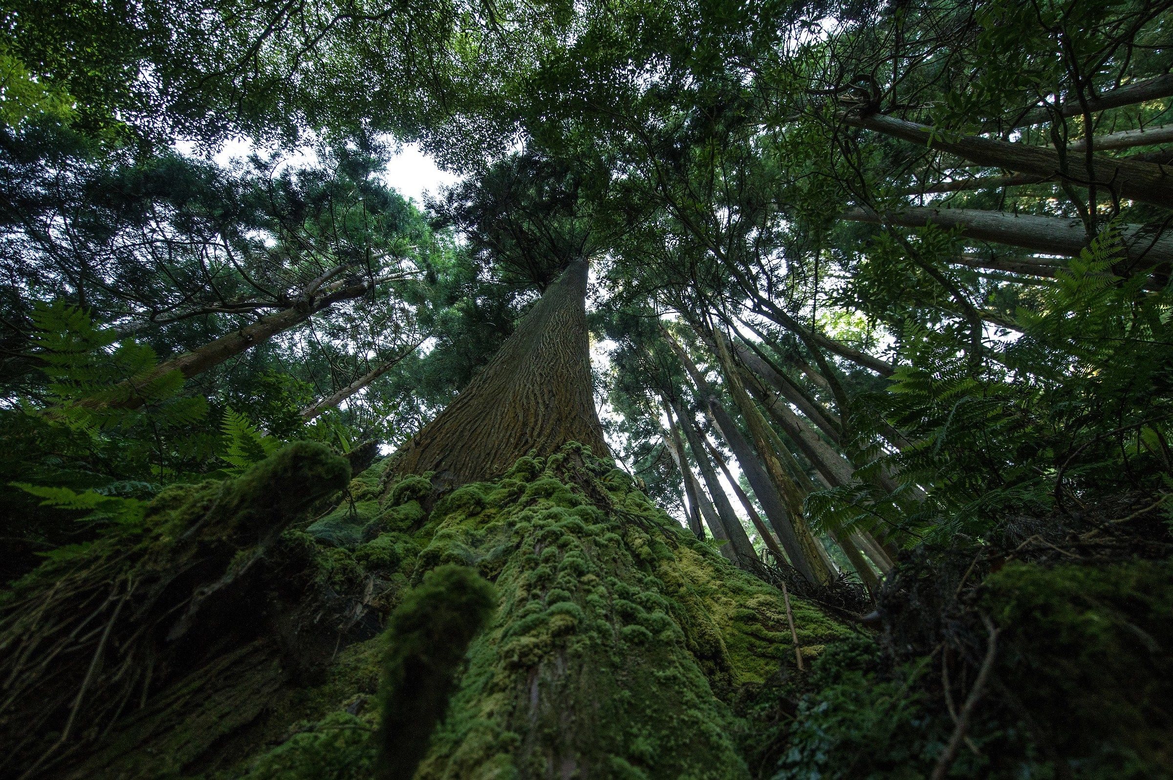 The first of the class