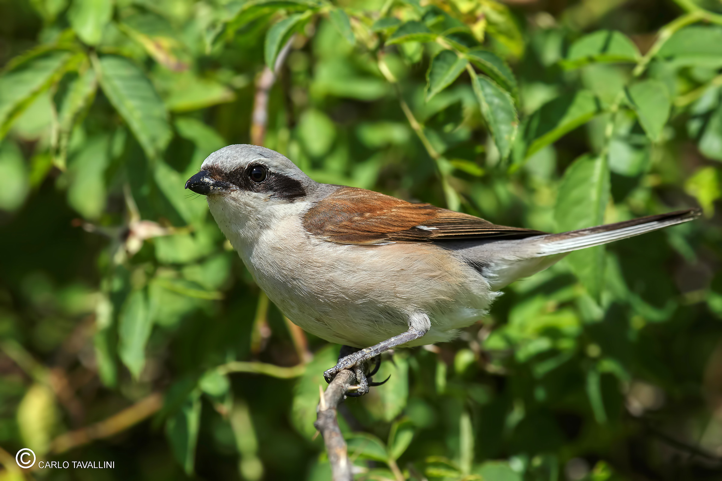 Averla piccola (m) 2