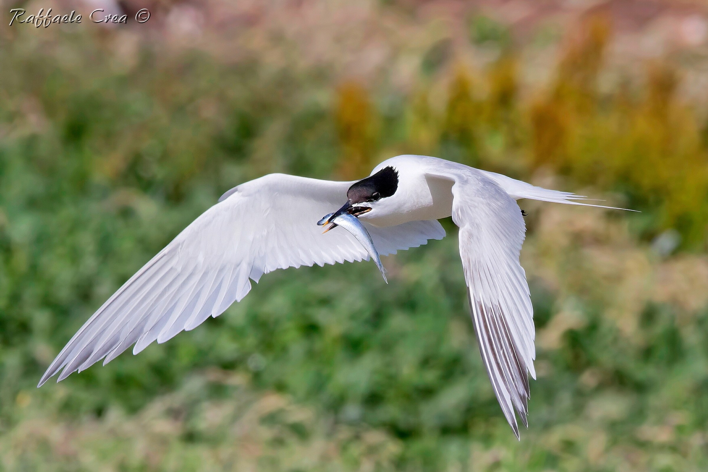 Sandwich Tern (Beccapesci)