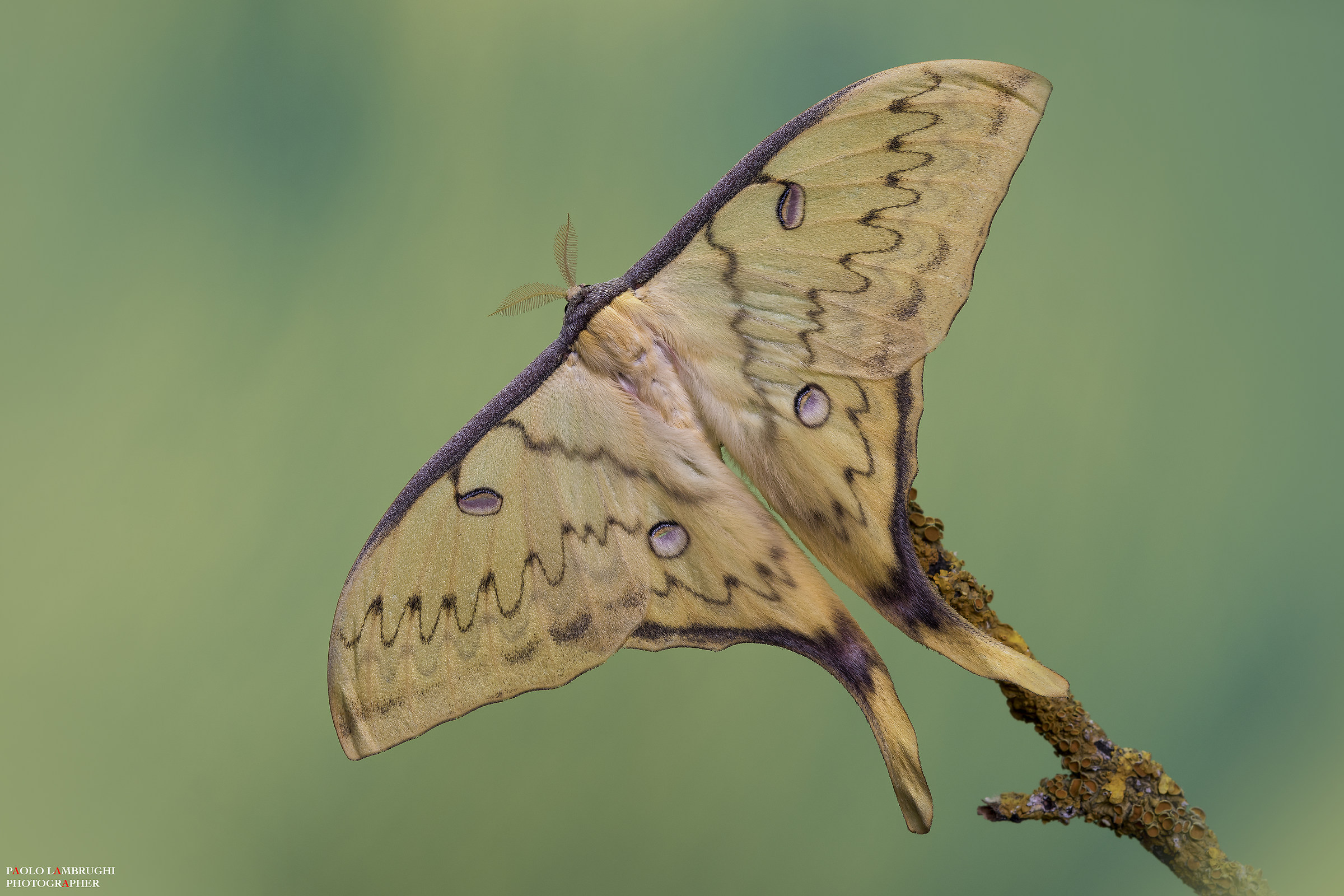 Actias Sinensis