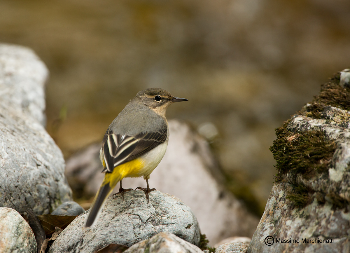 Balla, balla, ballerina!